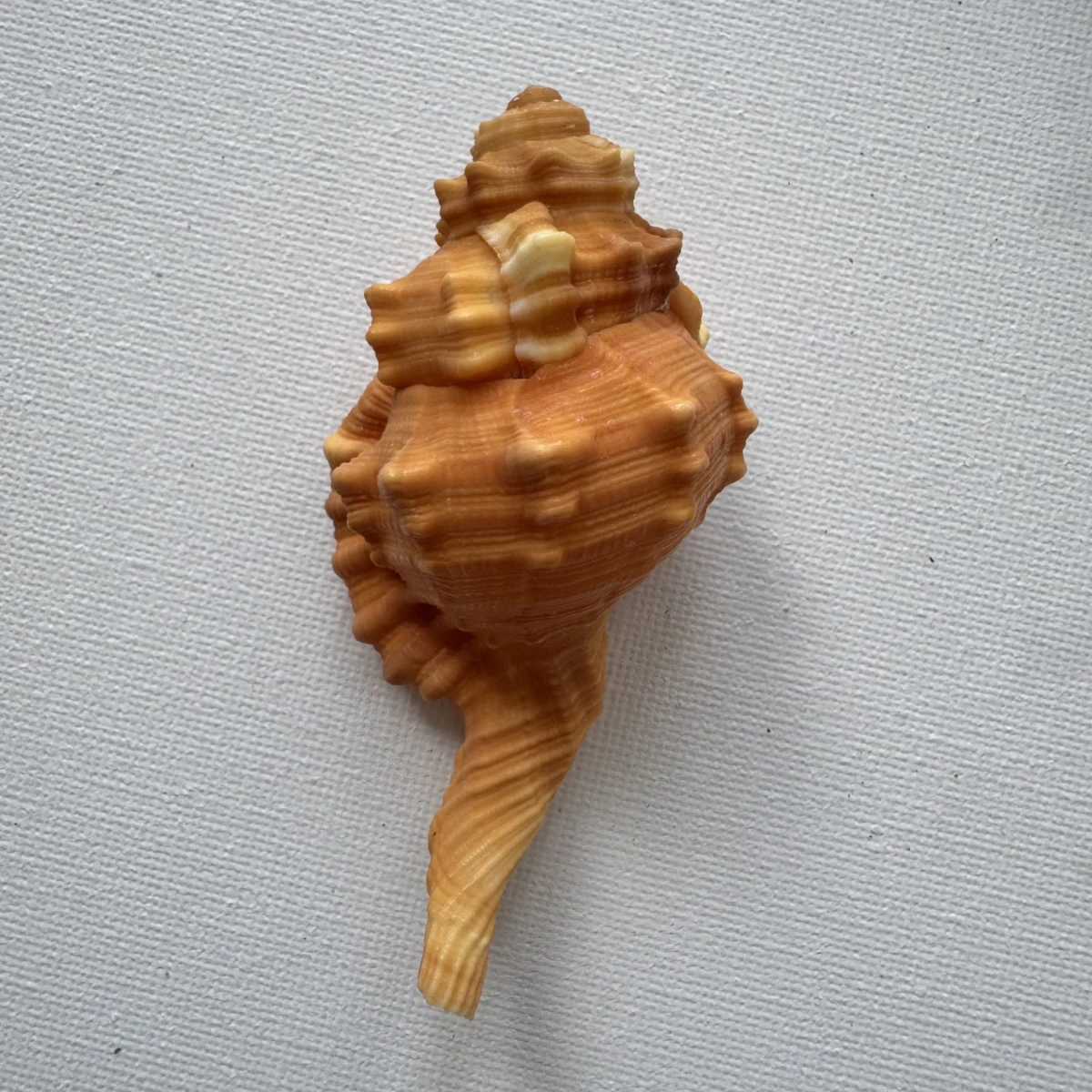 Ranularia pyrum