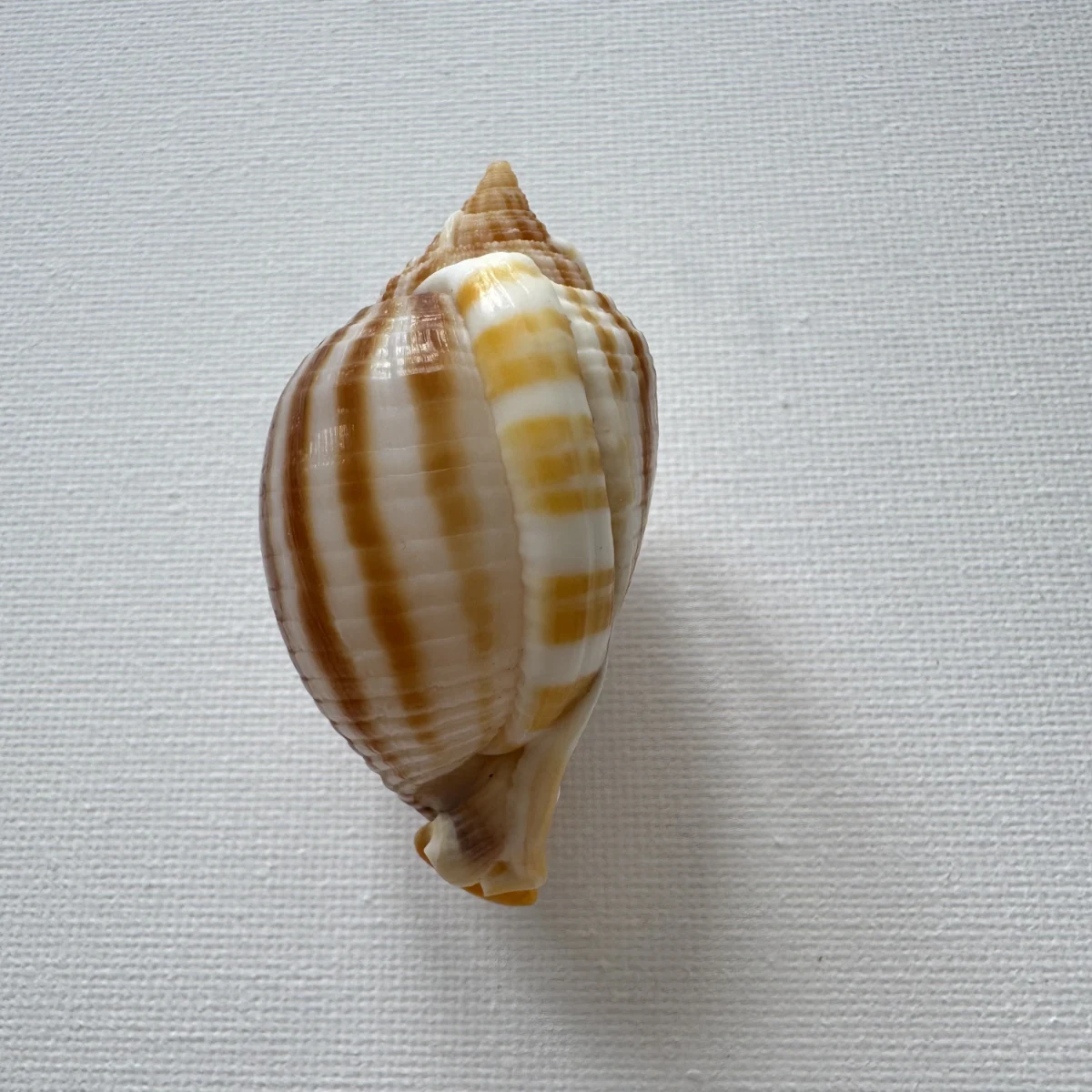 Phalium flammiferum