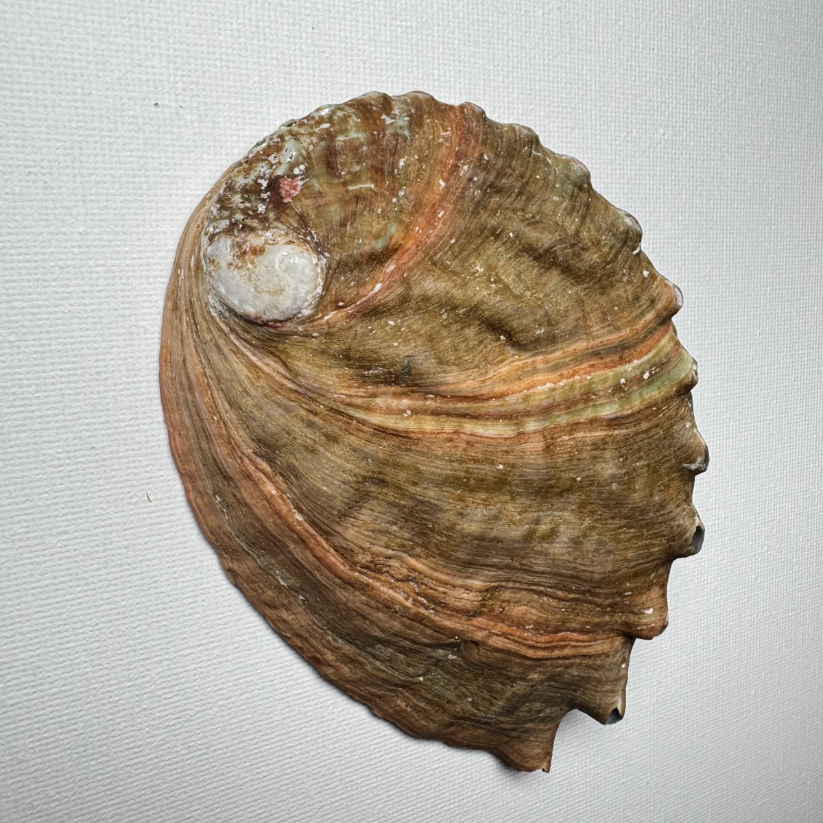 Haliotis discus