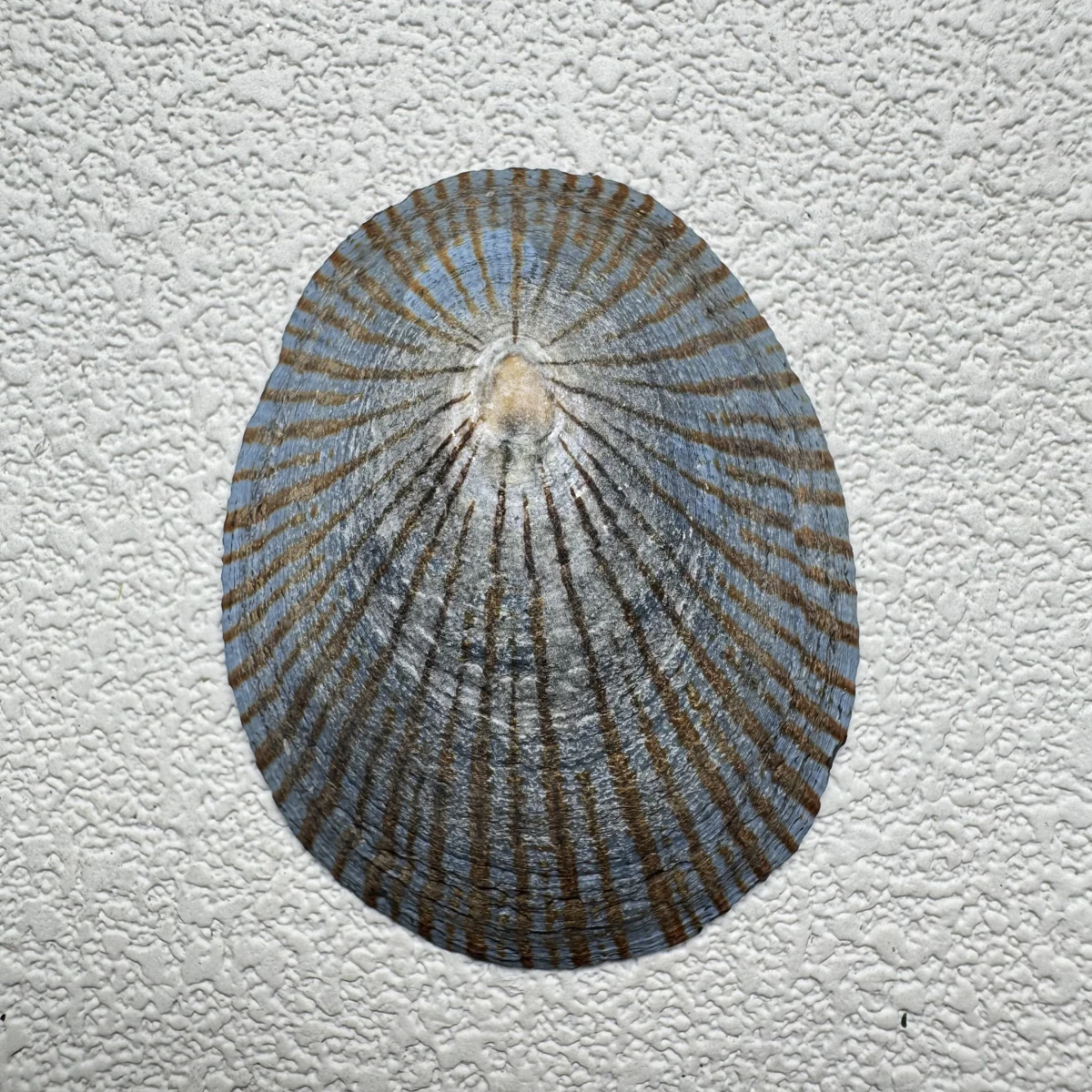 Cellana nigrolineata