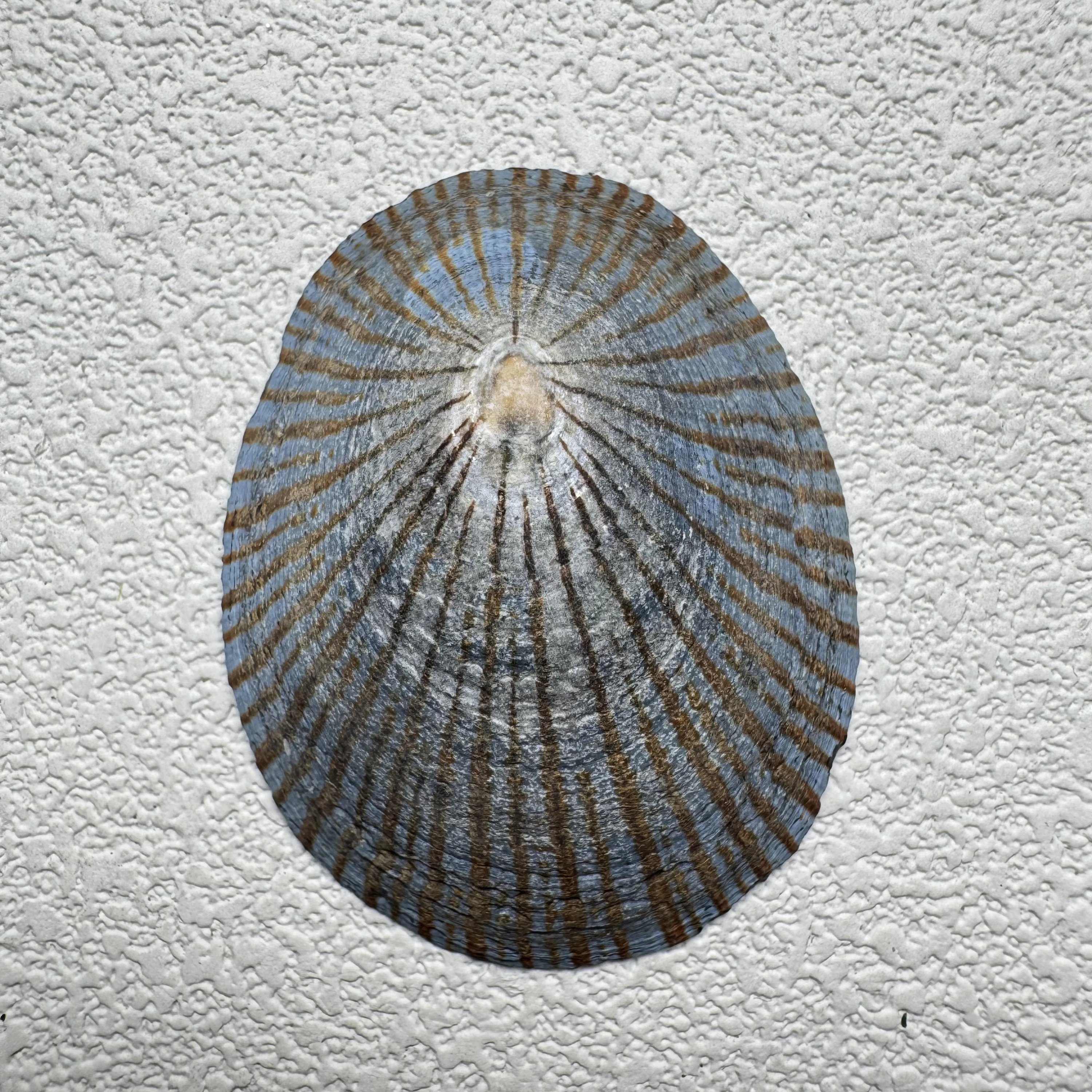 Cellana nigrolineata