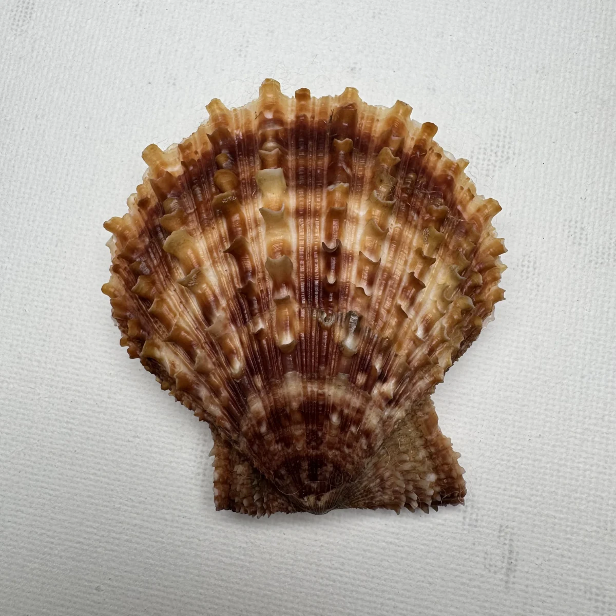 Scaeochlamys farreri