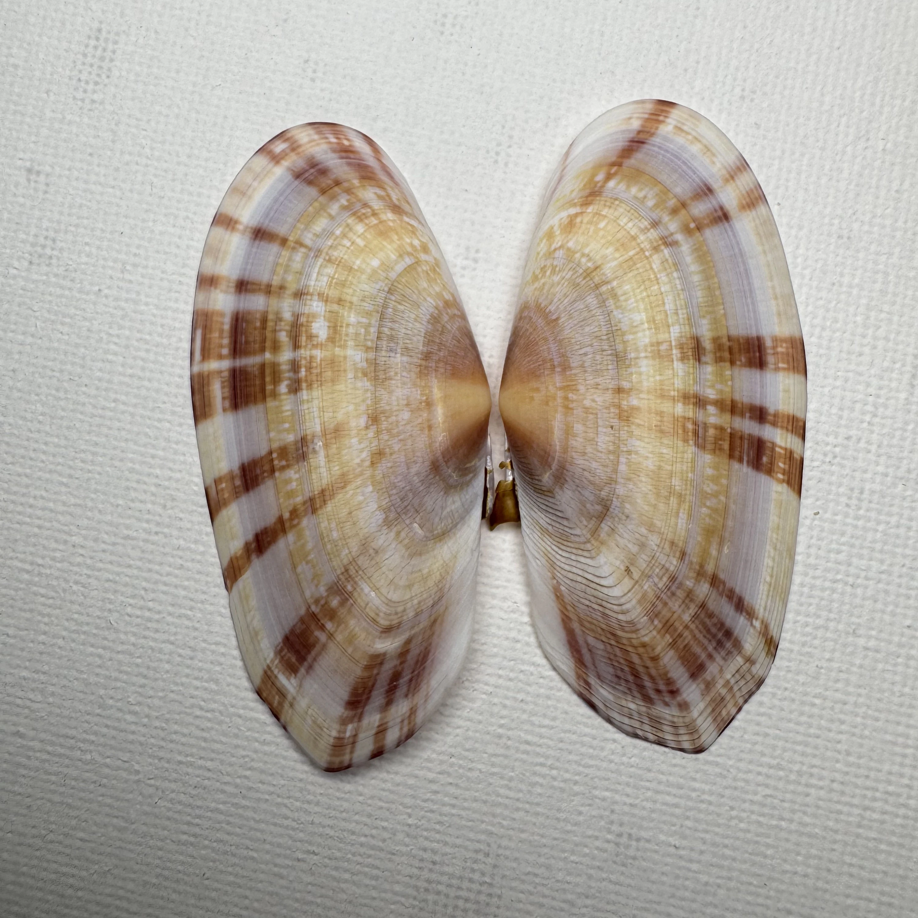 Psammobia radiata