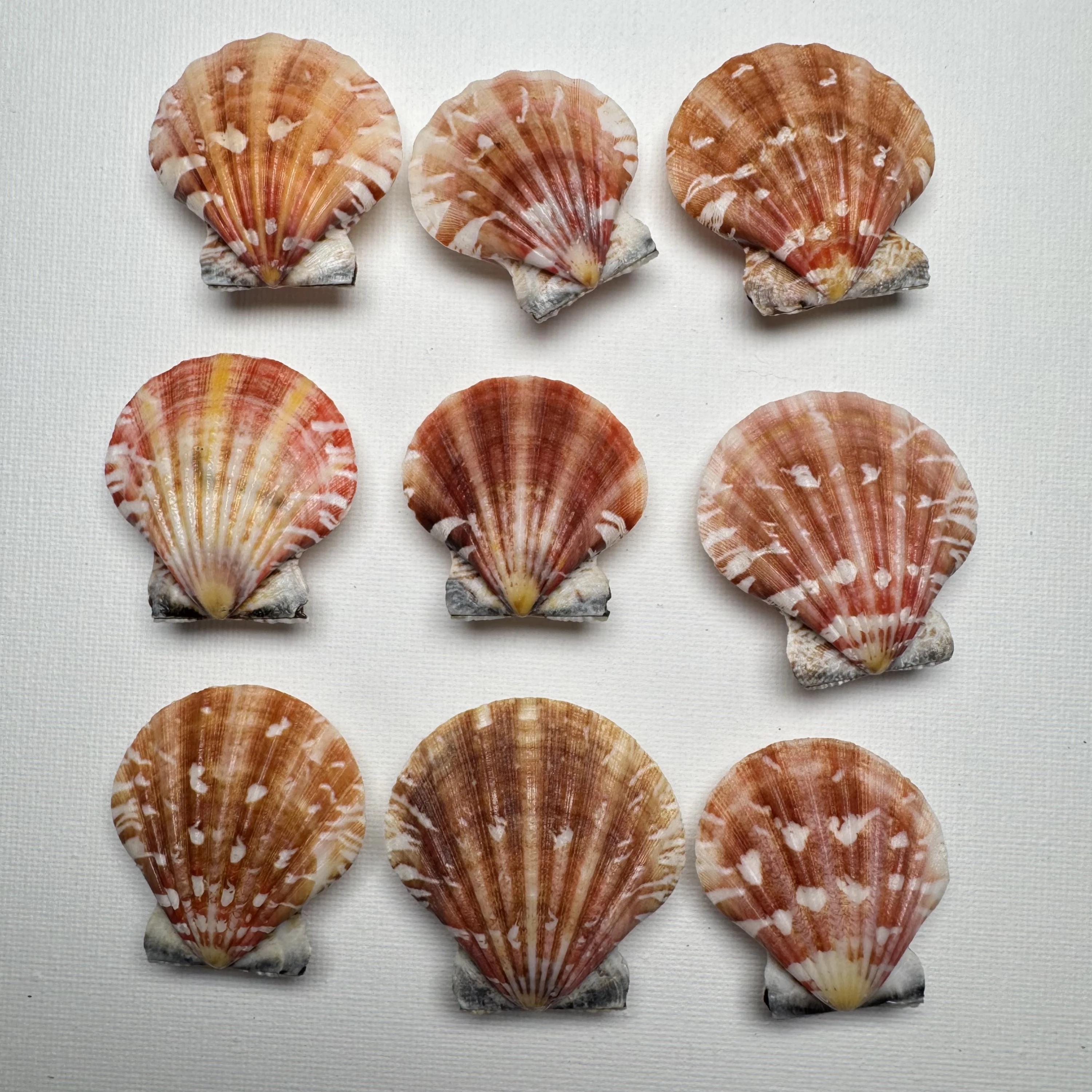 Bractechlamys vexillum