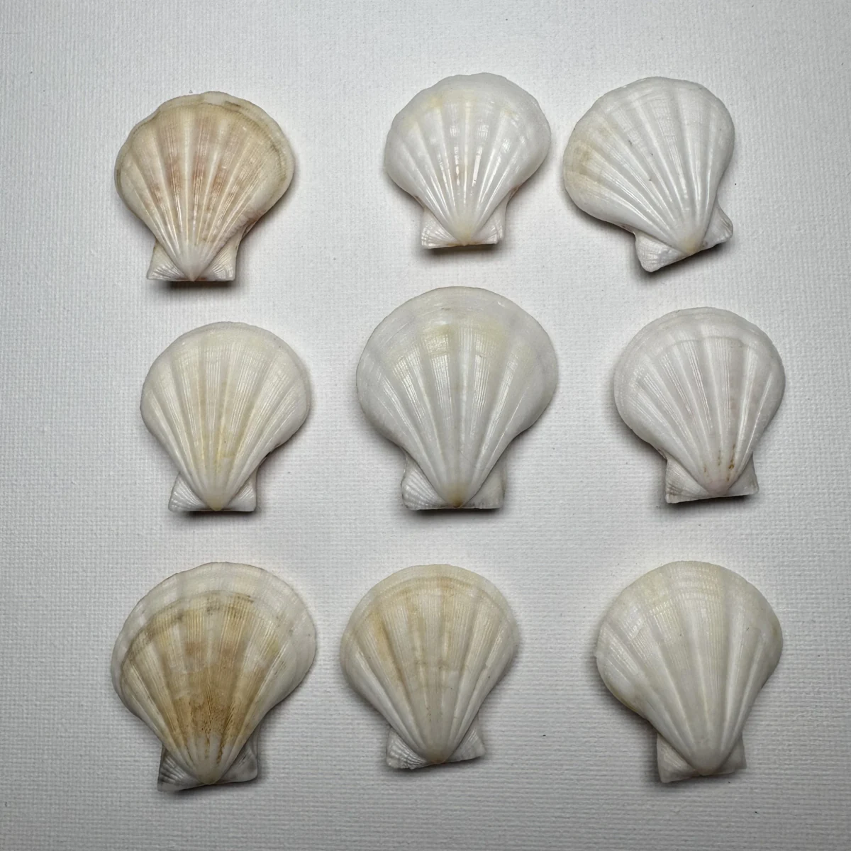 Decatopecten plica