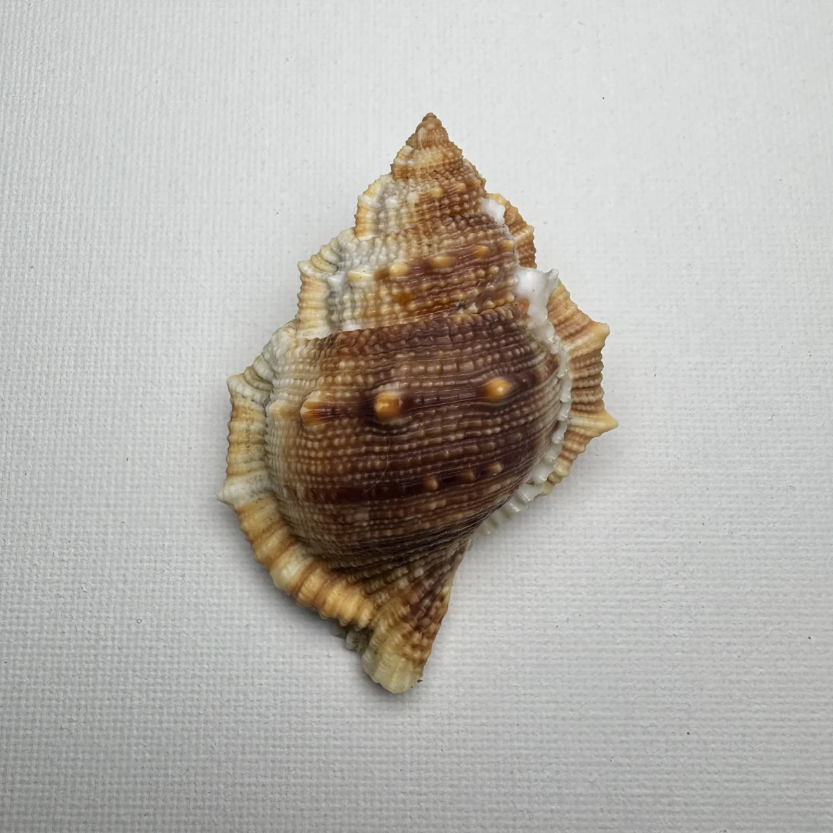 Bufonaria perelegans 