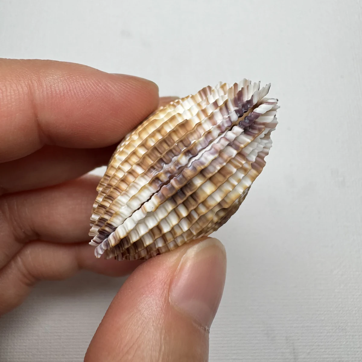 Antigona lamellaris