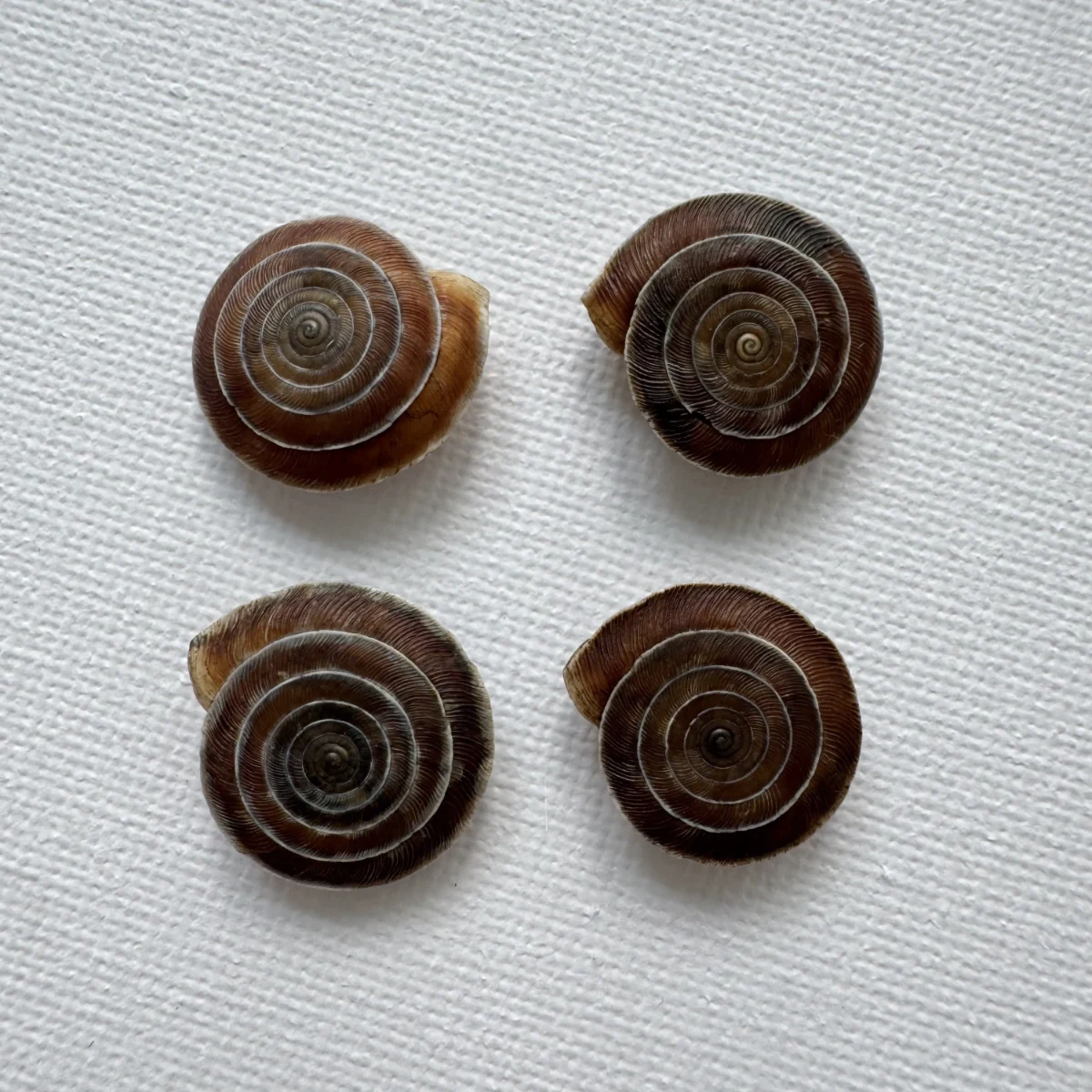 Laeocathaica carinalis