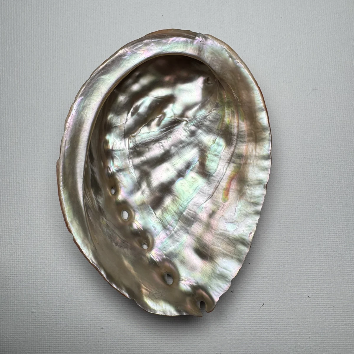Haliotis discus