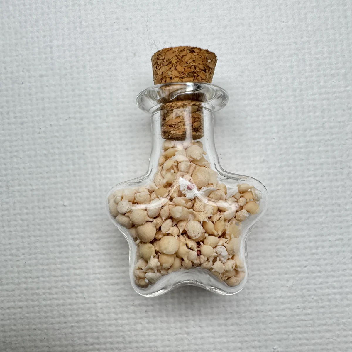 Foraminifera "star sand"