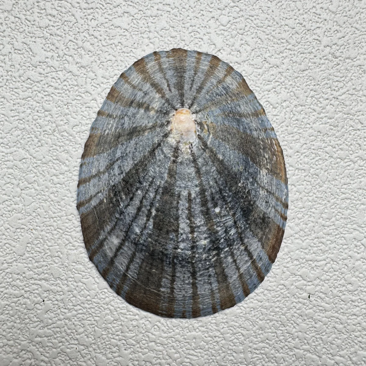 Cellana nigrolineata