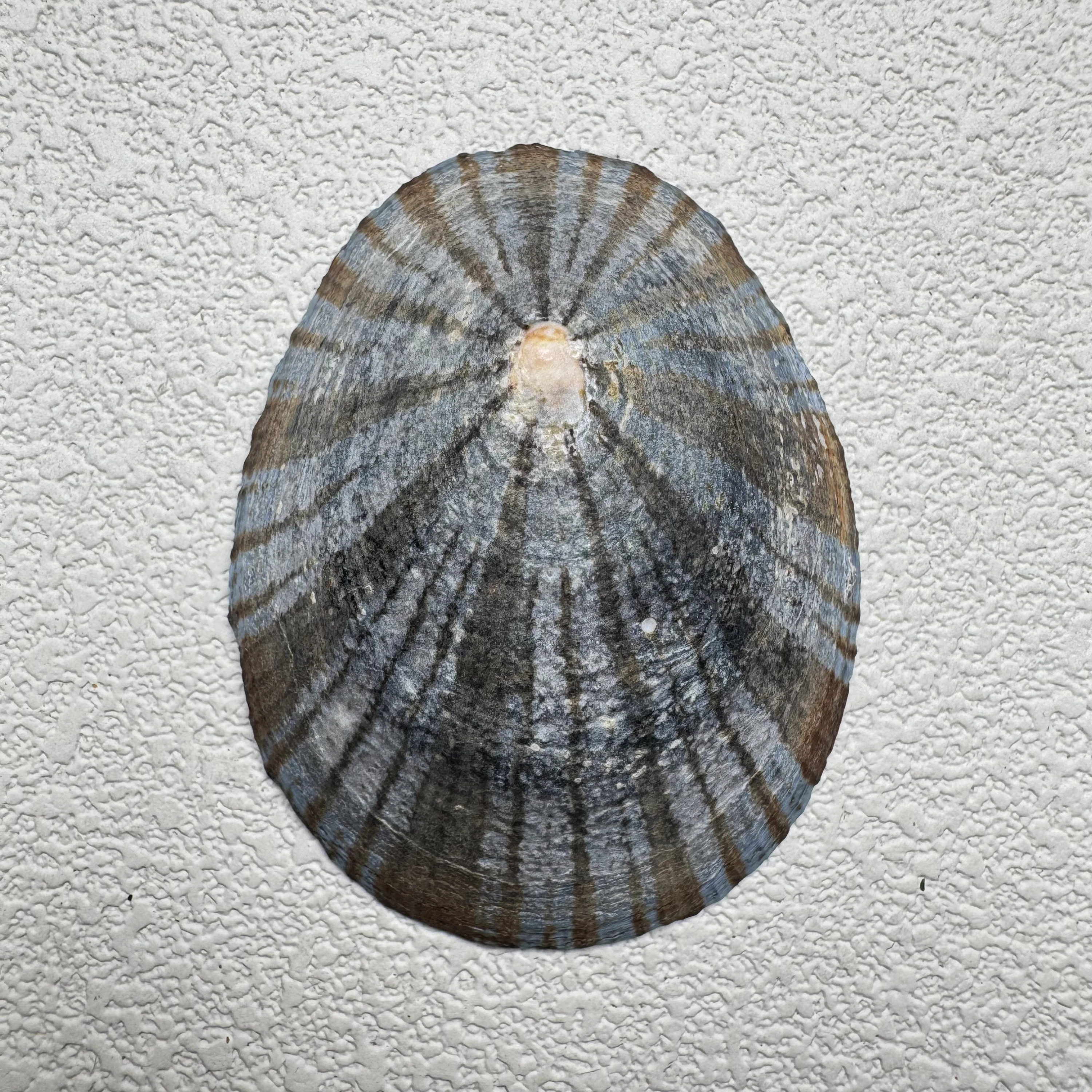Cellana nigrolineata