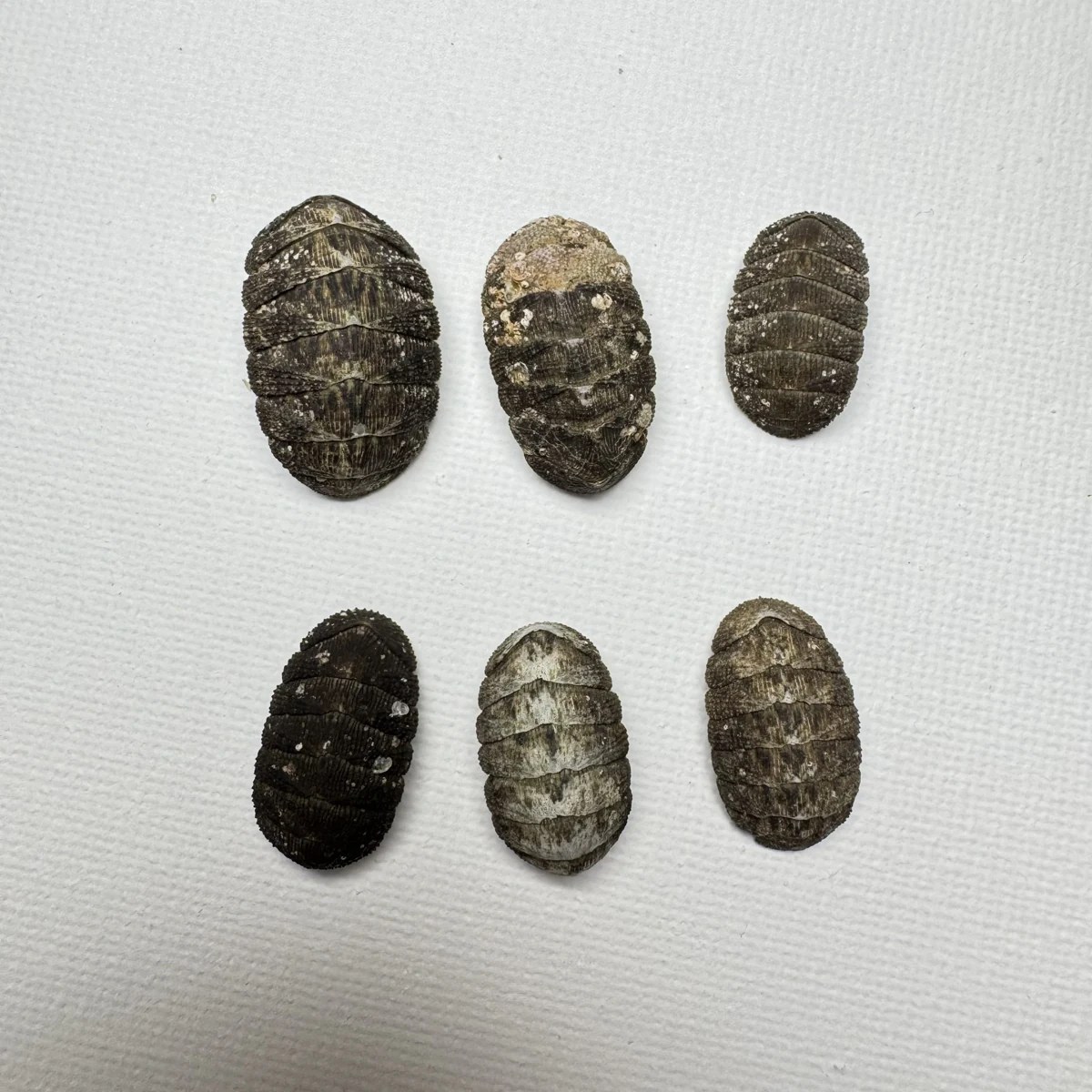 Lepidozona coreanica