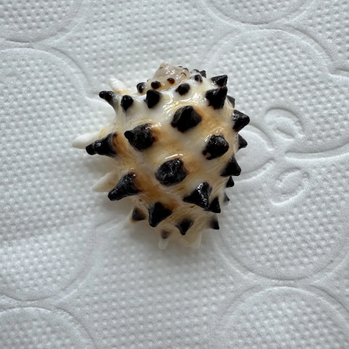 Drupa ricinus