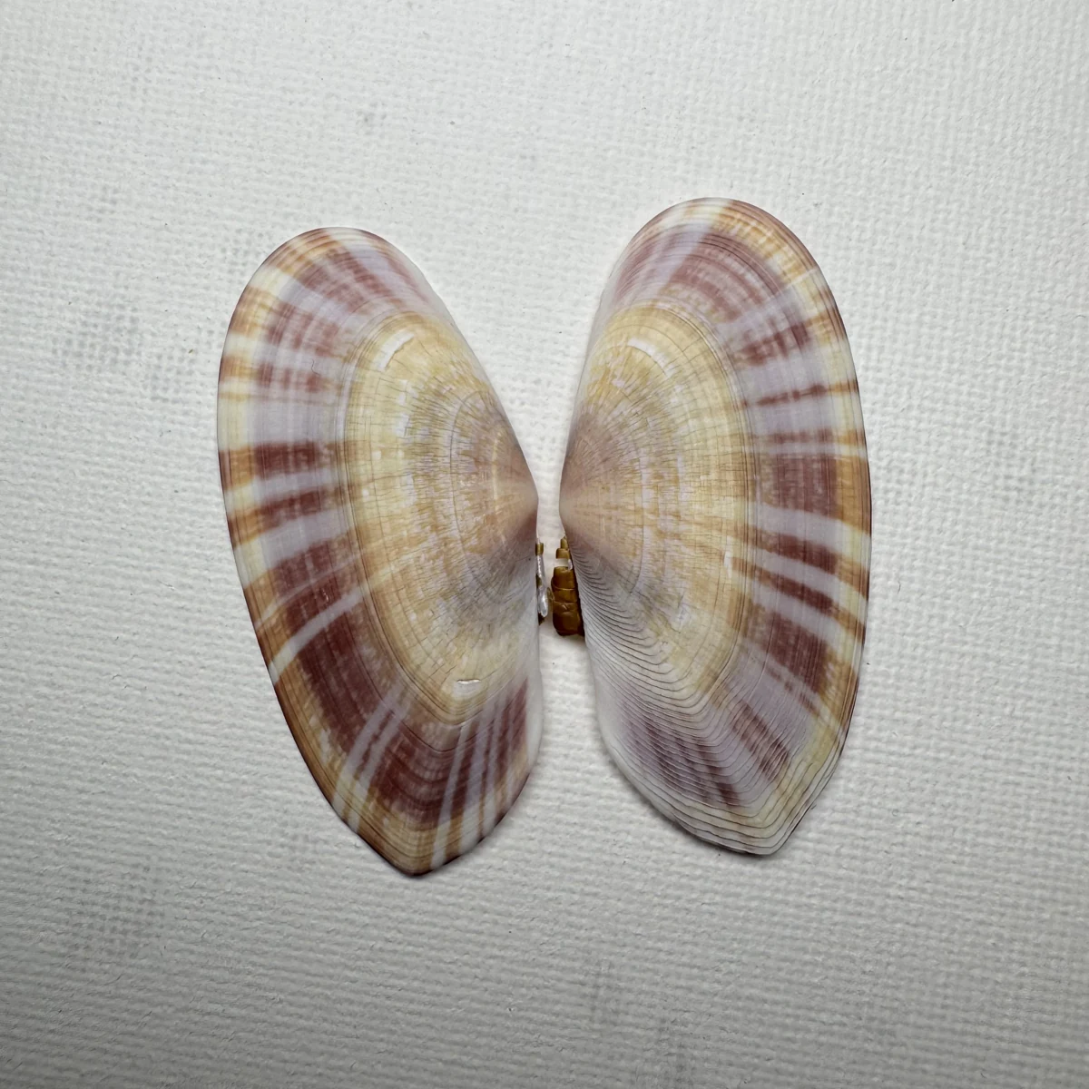 Psammobia radiata