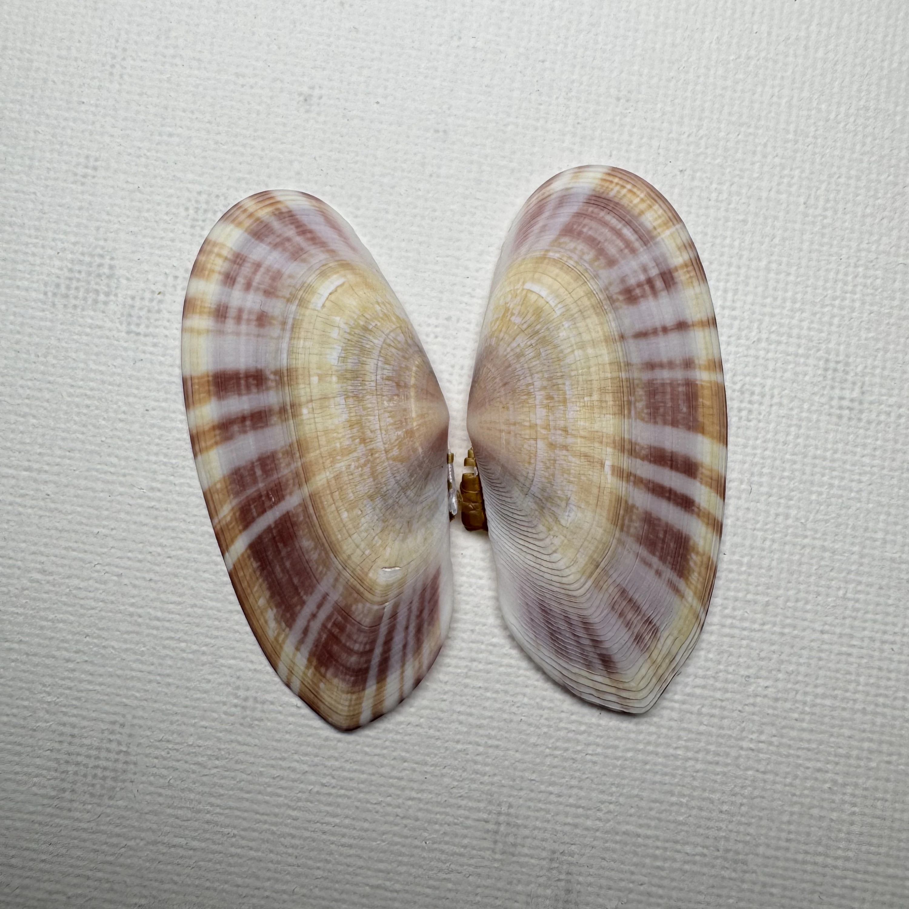 Psammobia radiata