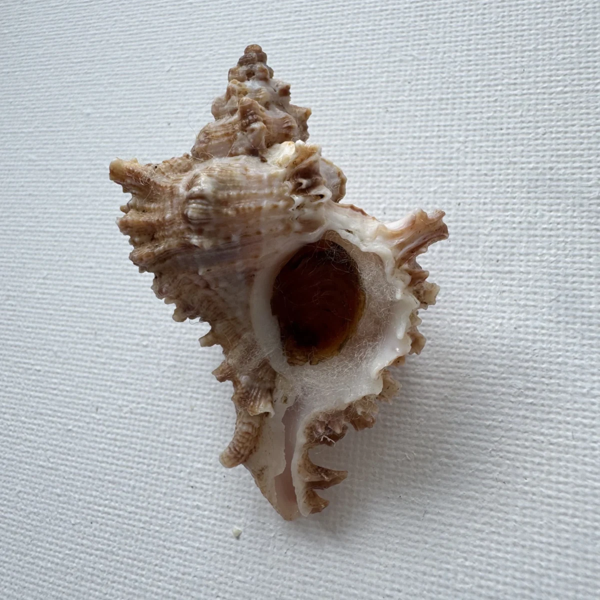 Chicoreus asianus