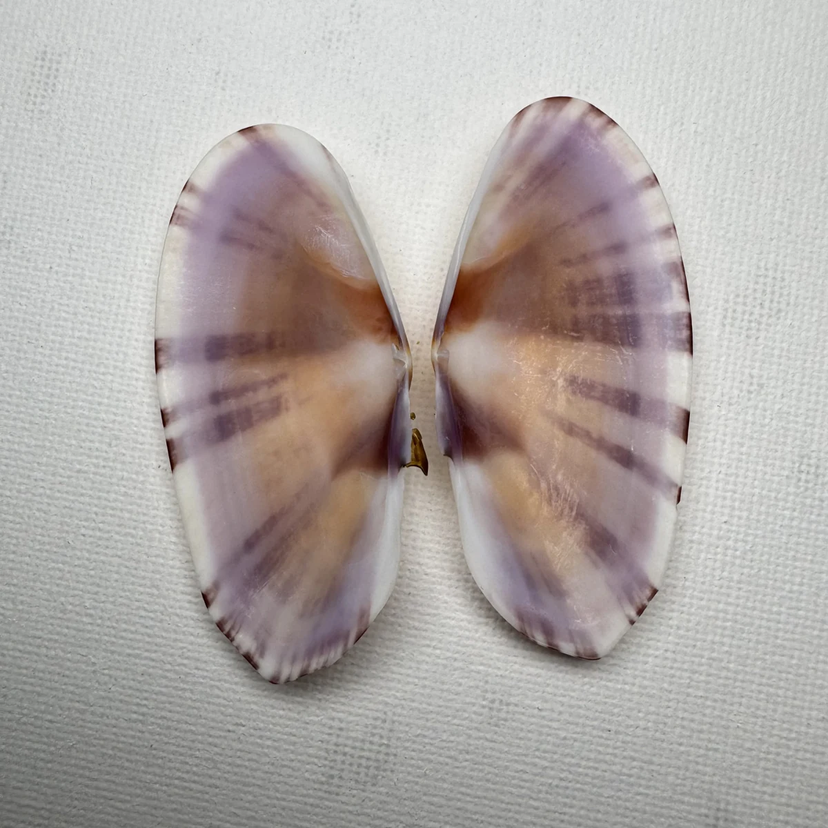 Psammobia radiata