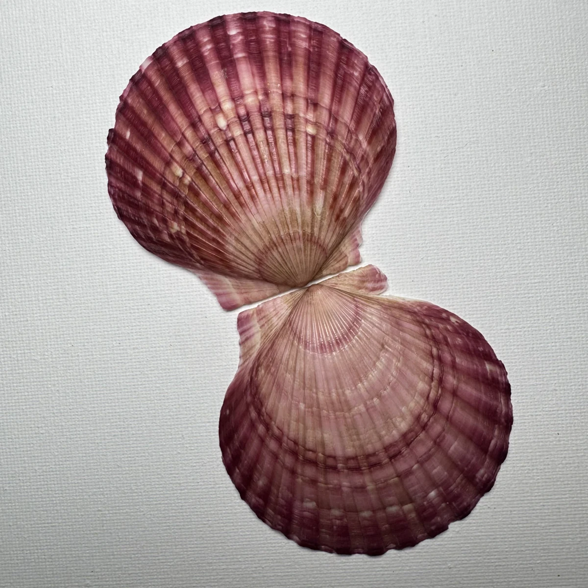 Argopecten irradians