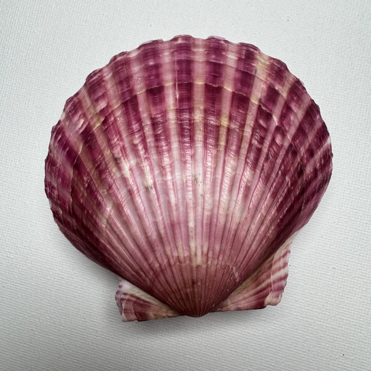 Argopecten irradians