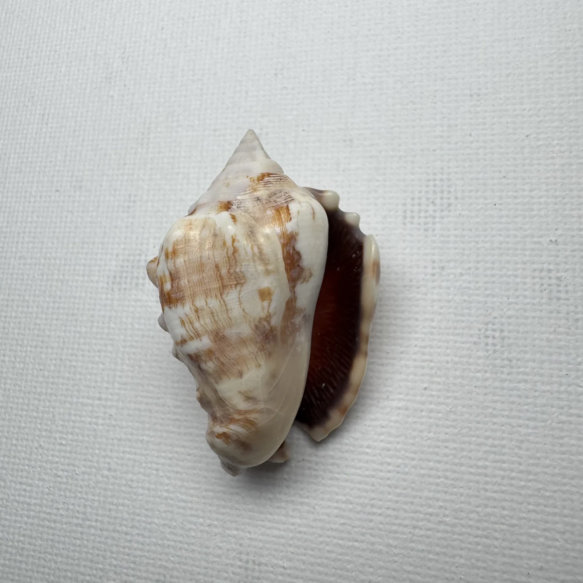 Lentigo pipus