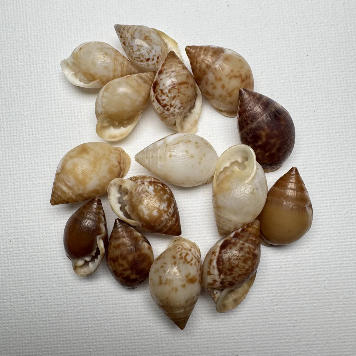 Pythia pantherina