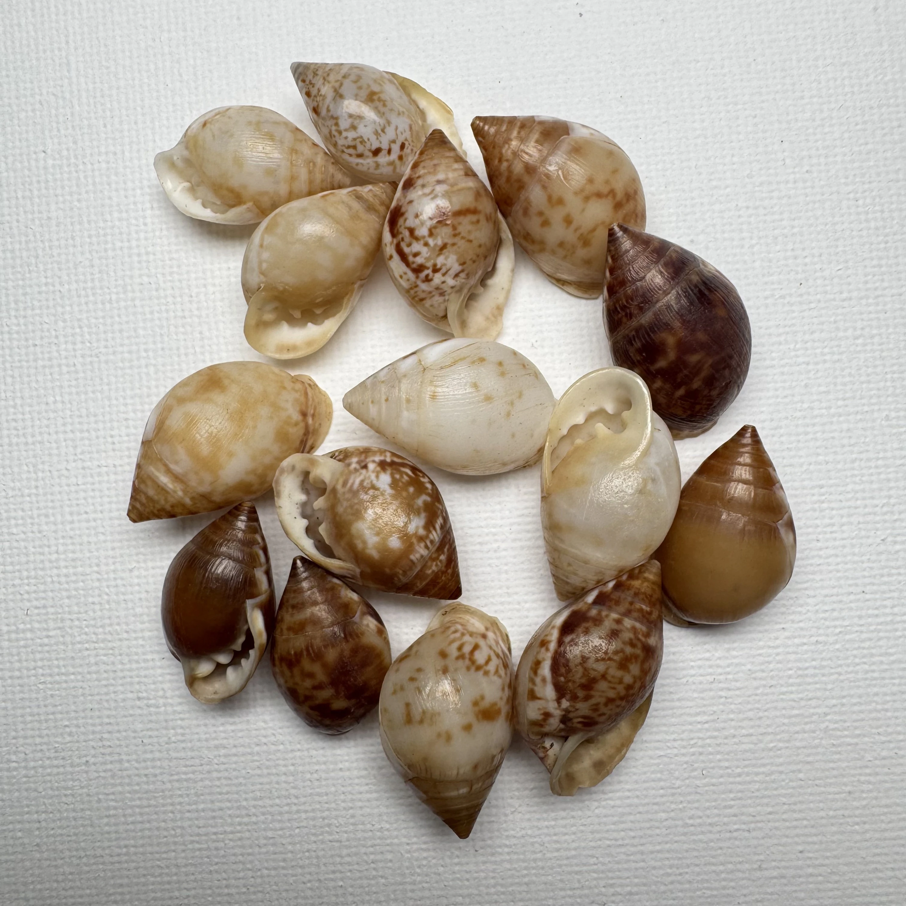 Pythia pantherina