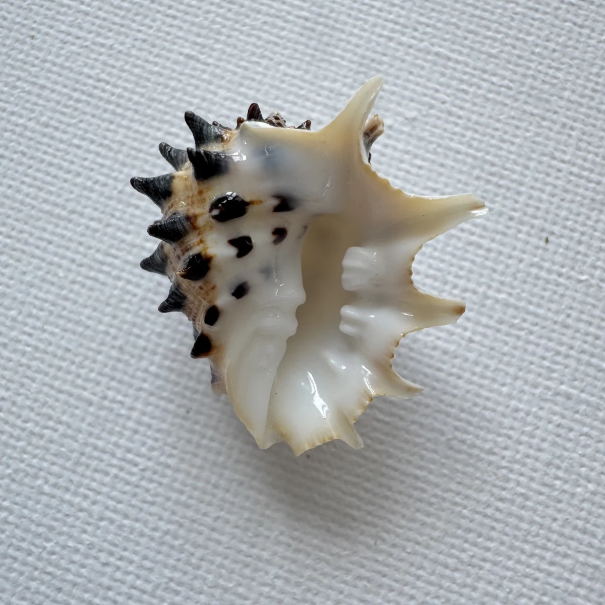 Drupa ricinus