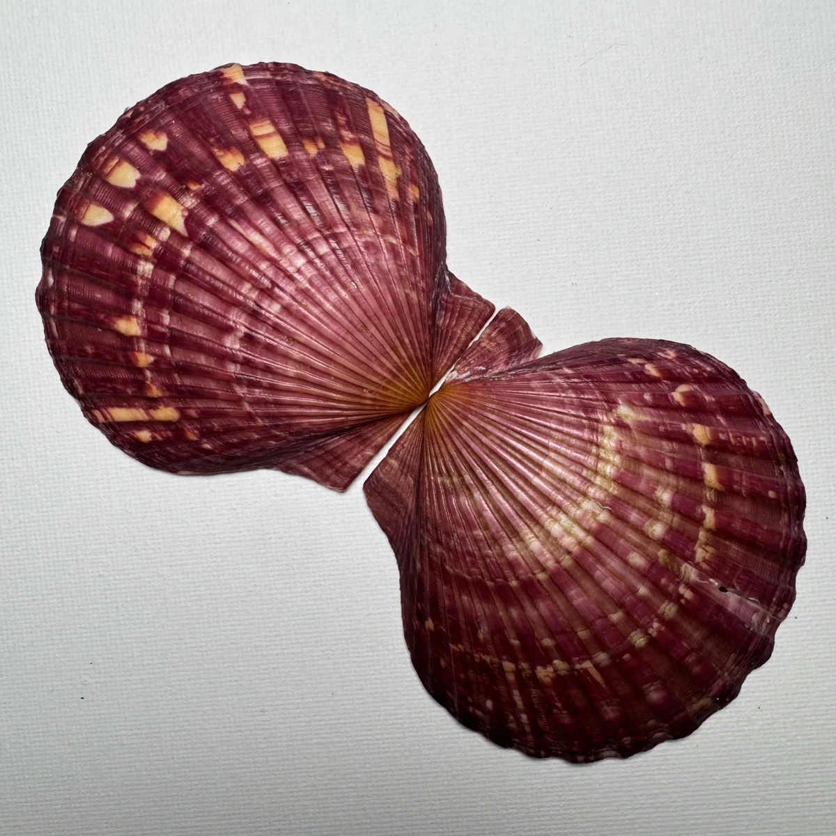 Argopecten irradians