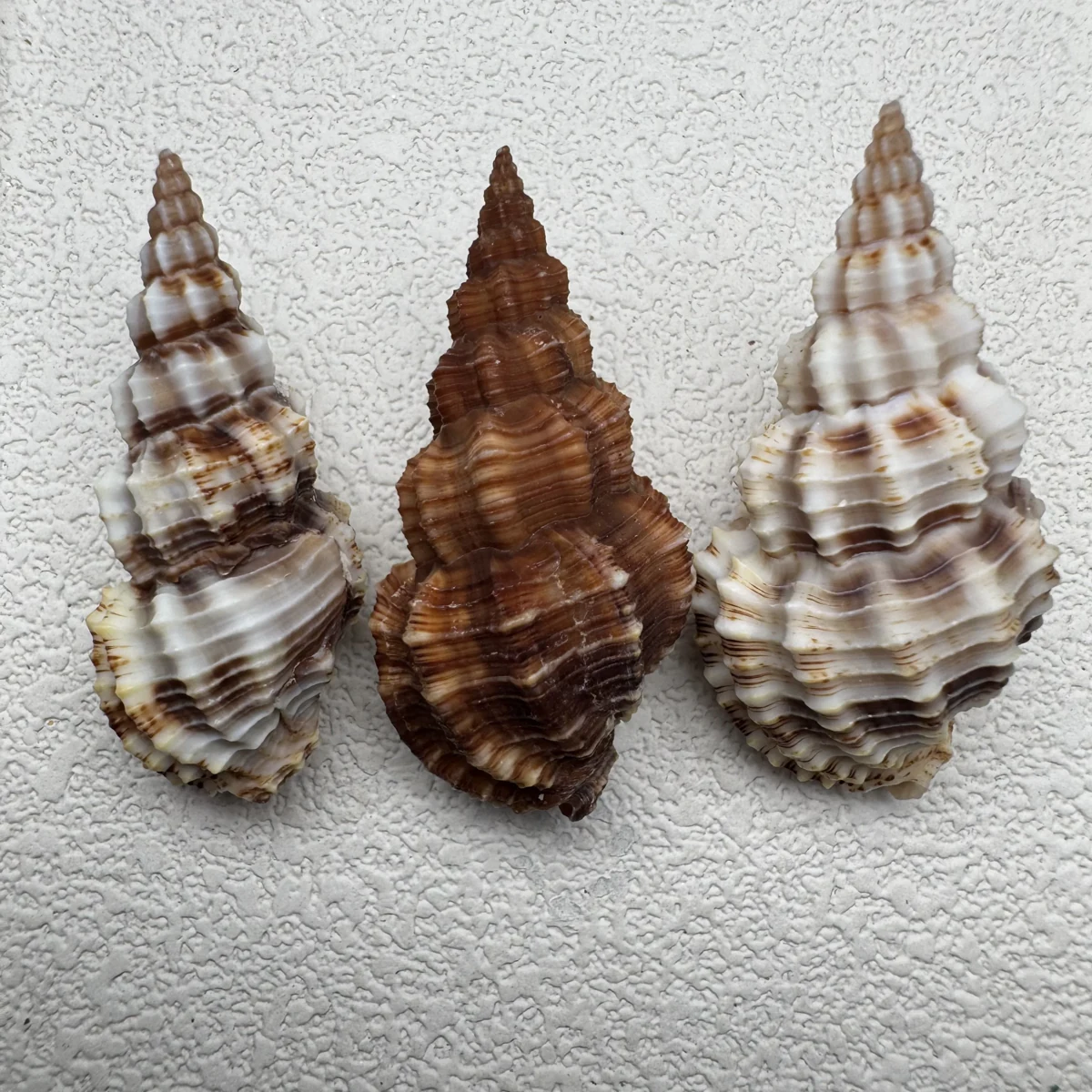 Phos senticosus 