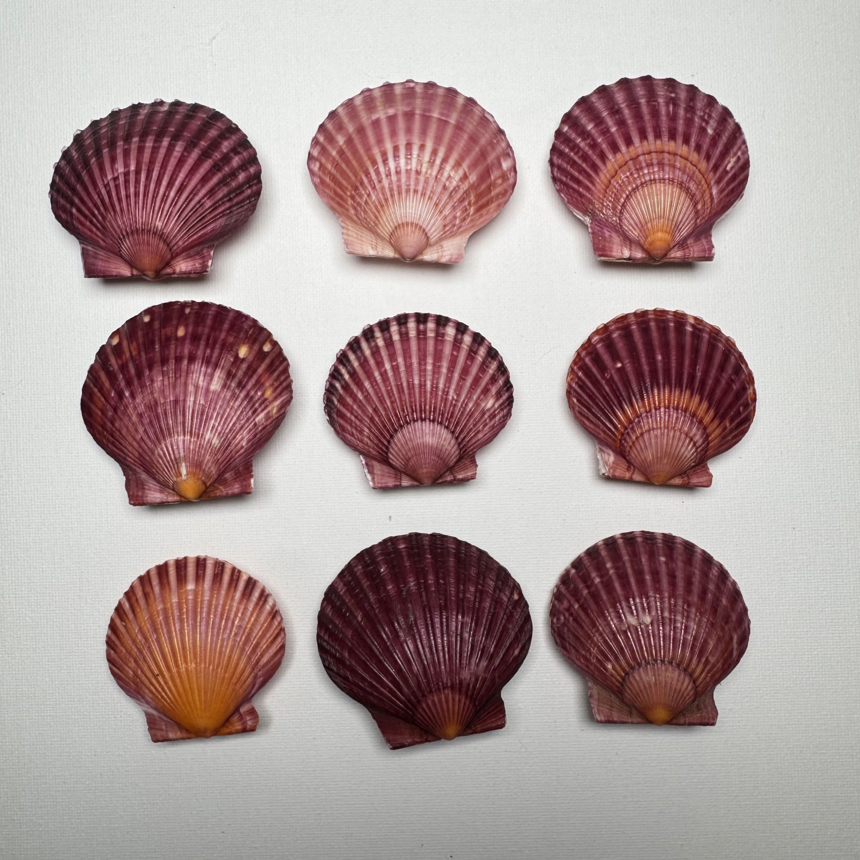 Argopecten irradians