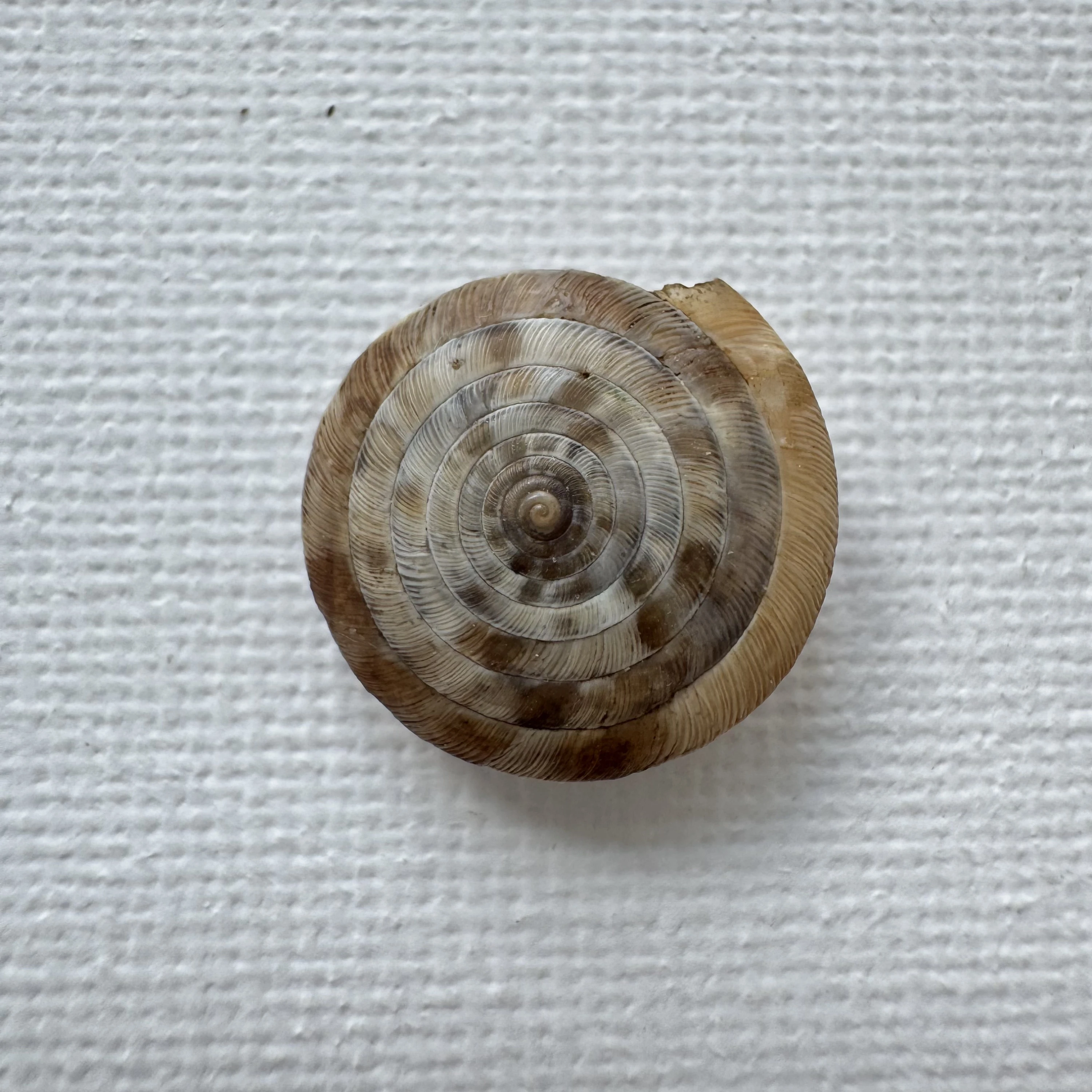 Laeocathaica pewzowi