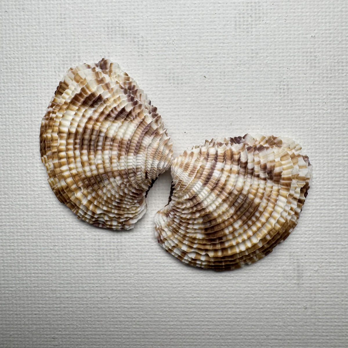 Antigona lamellaris