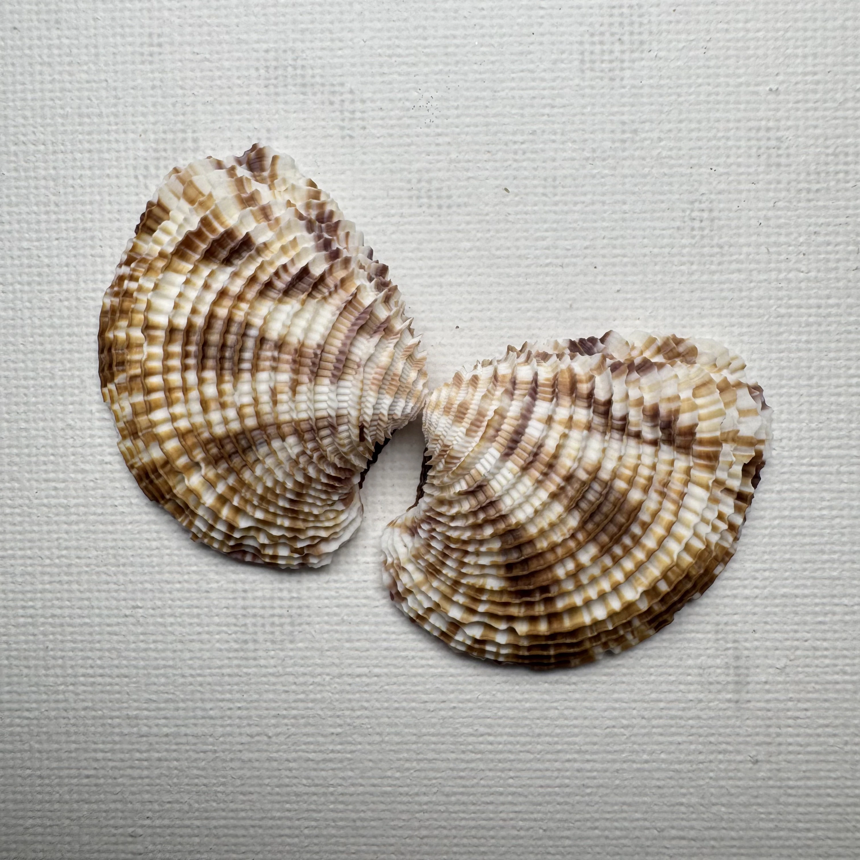 Antigona lamellaris