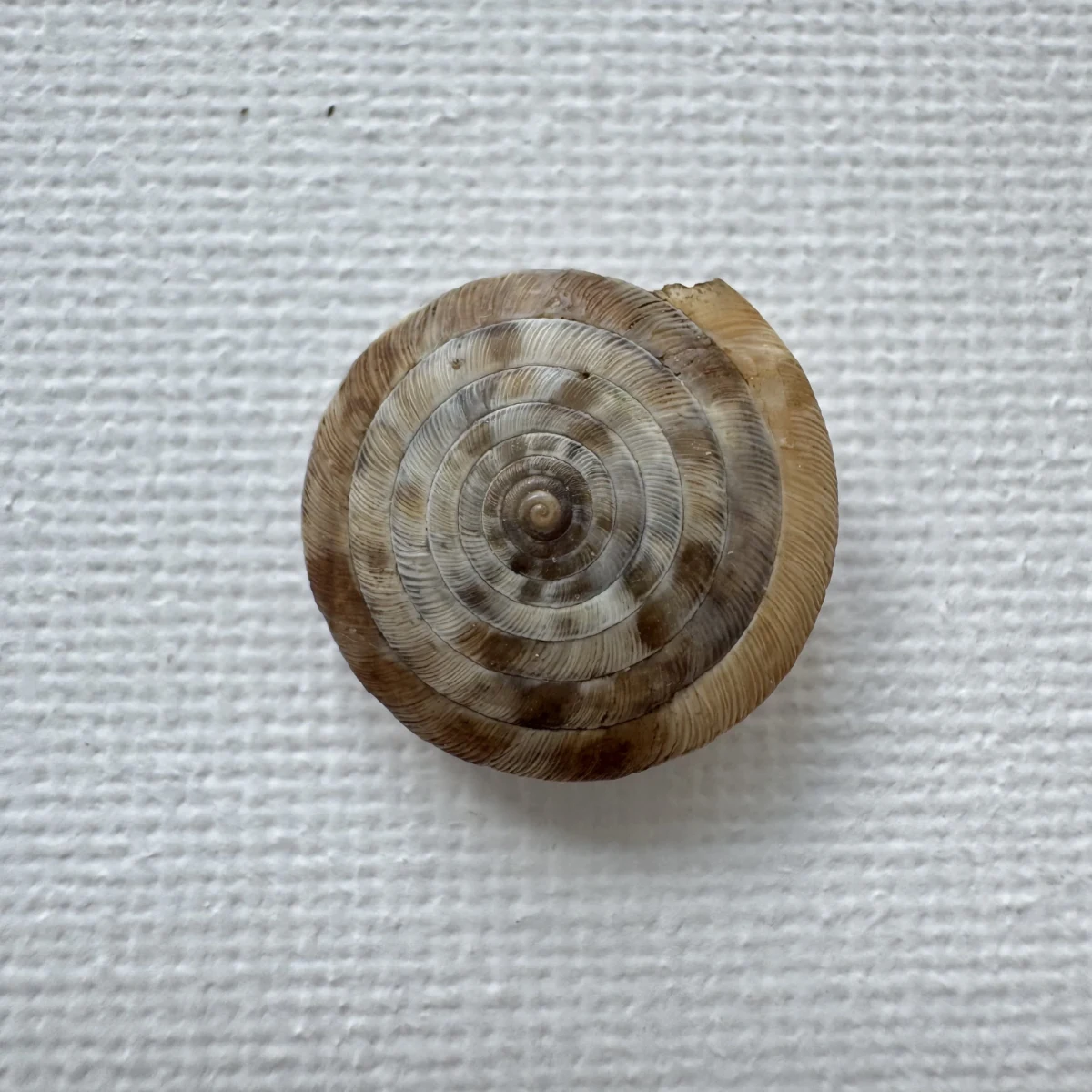  Laeocathaica pewzowi 