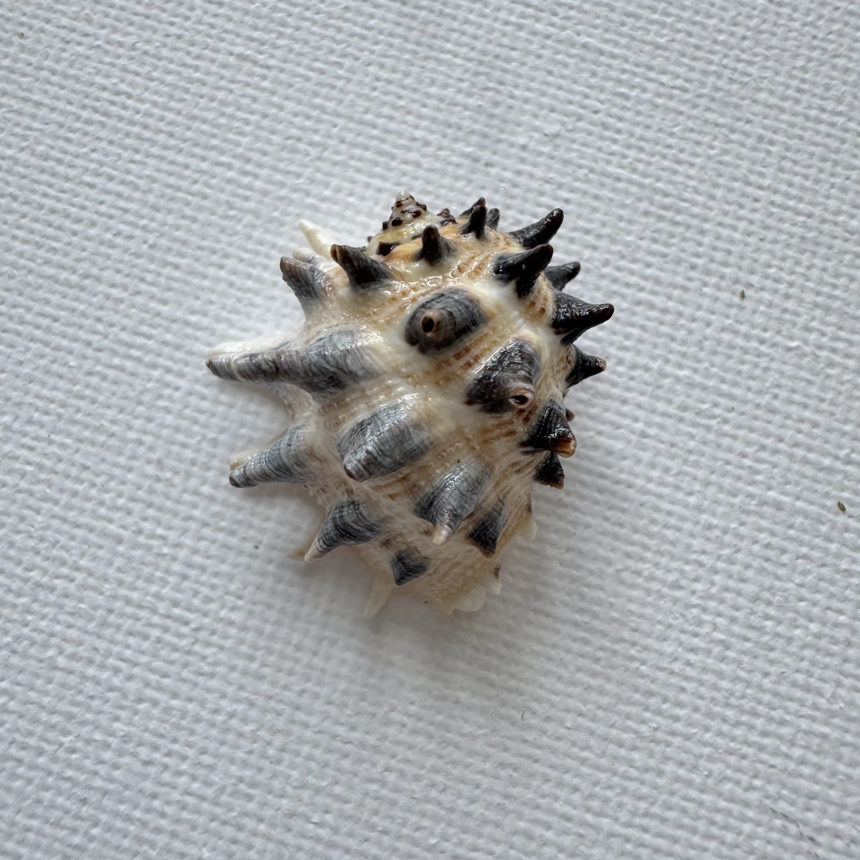 Drupa ricinus