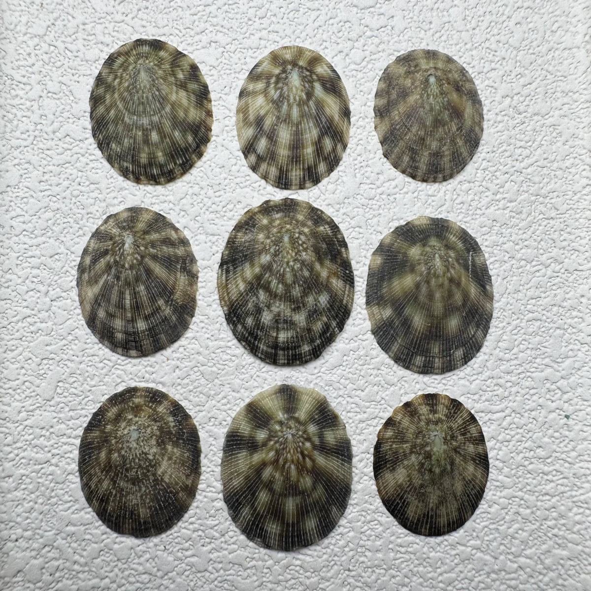 Lottia stanfordiana