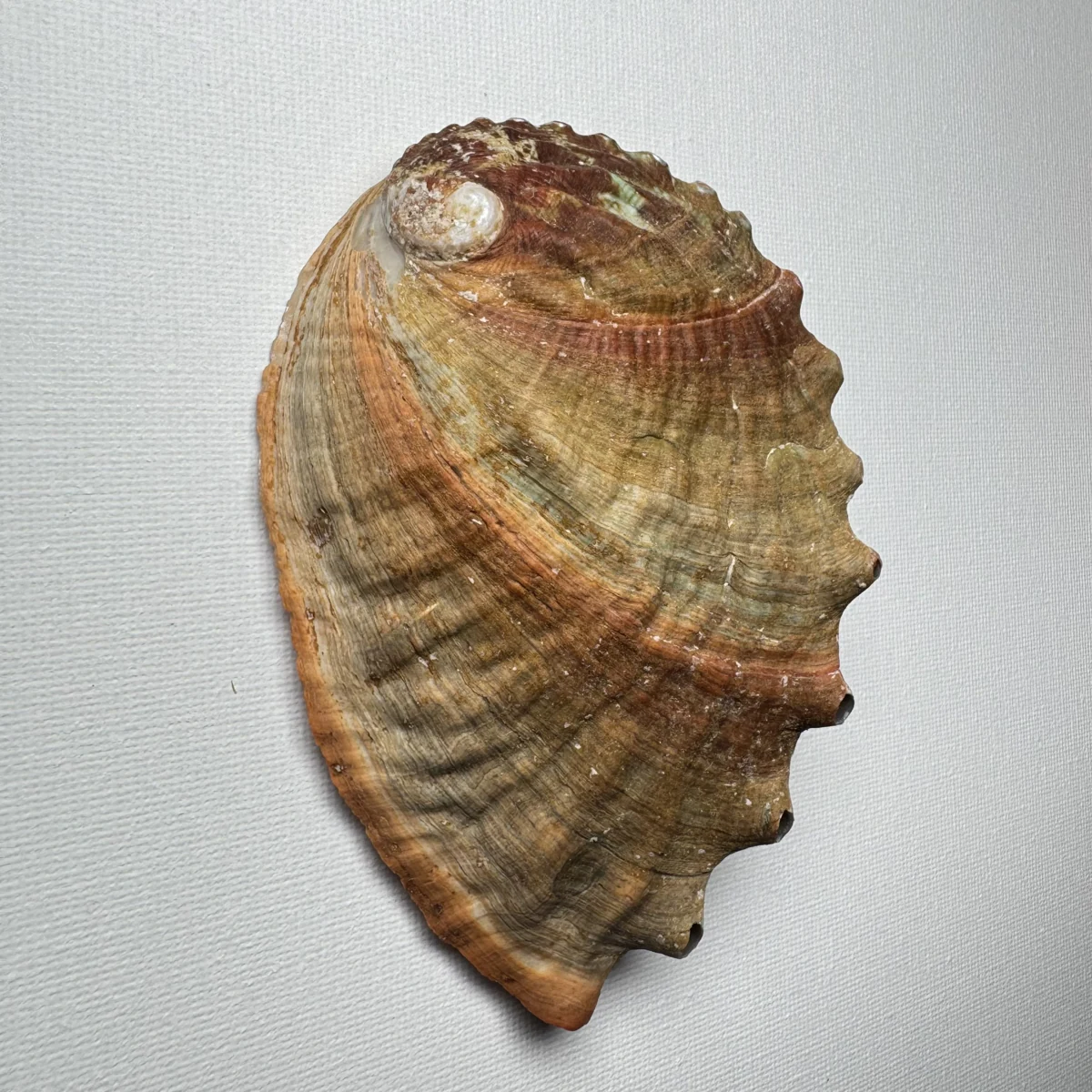 Haliotis discus