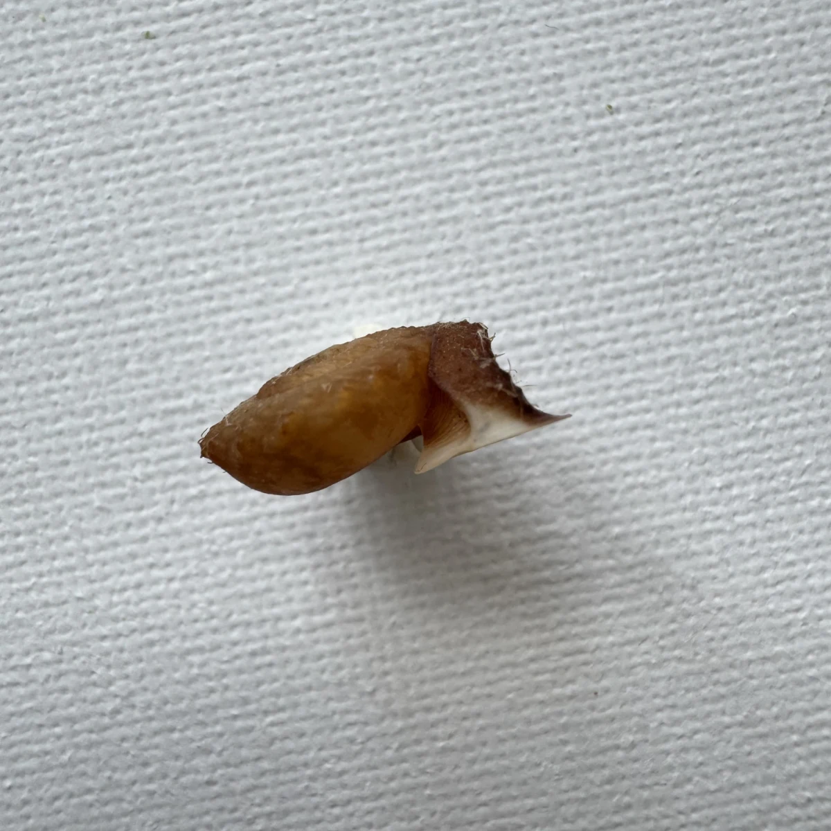Moellendorffia kuguaheshang 