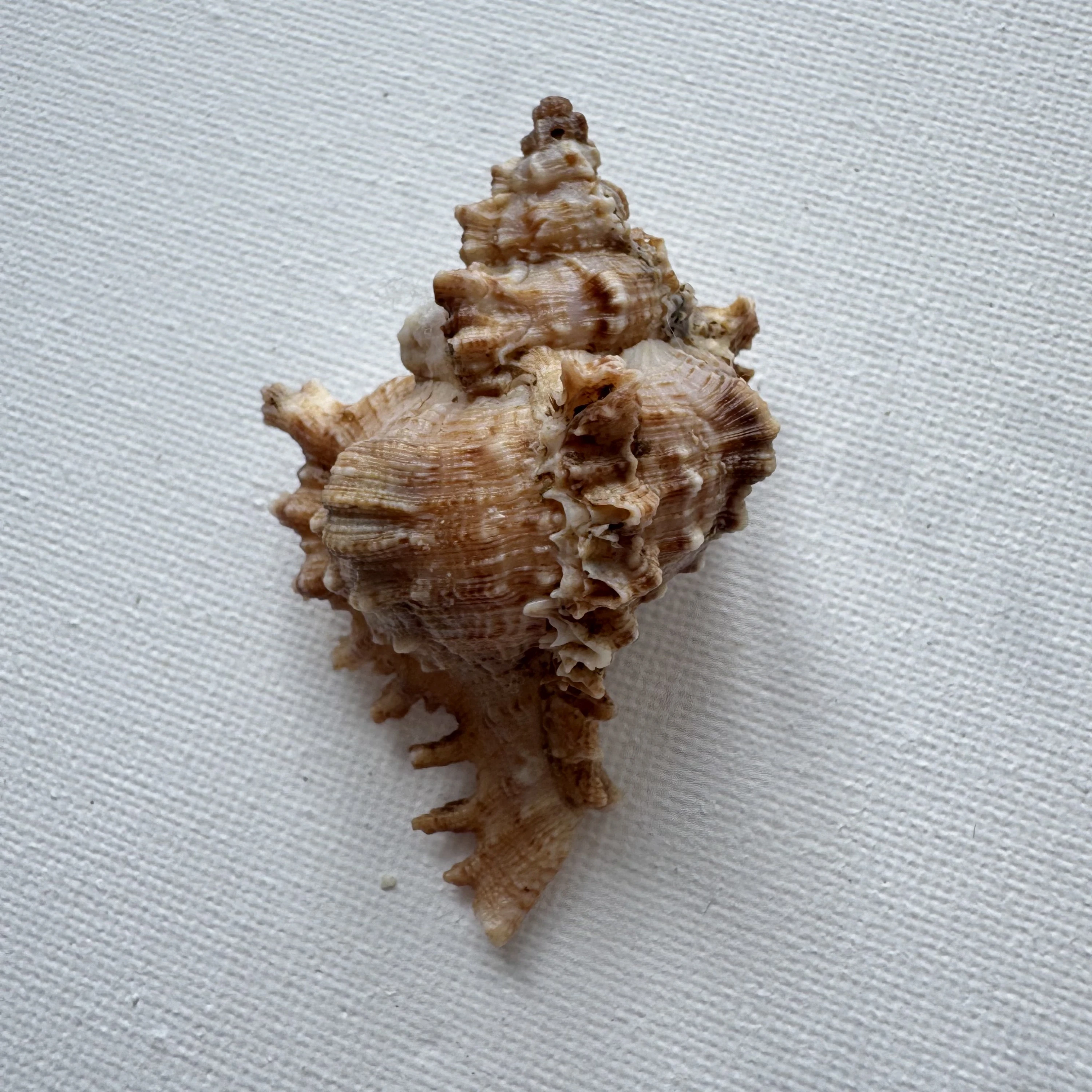 Chicoreus asianus