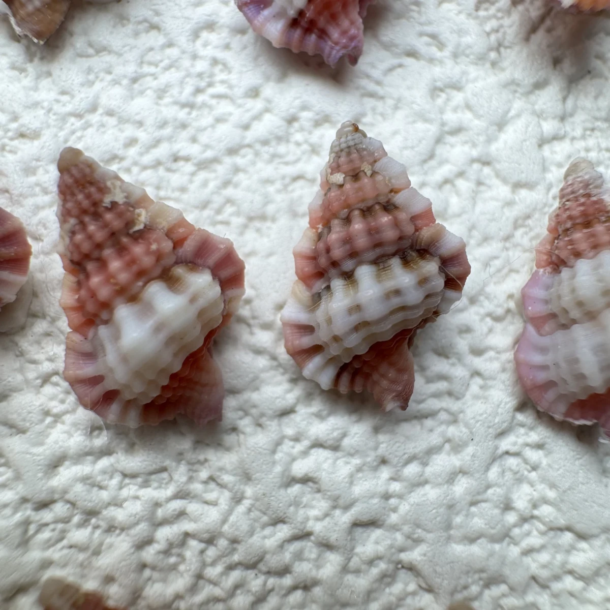 Gyrineum lacunatum