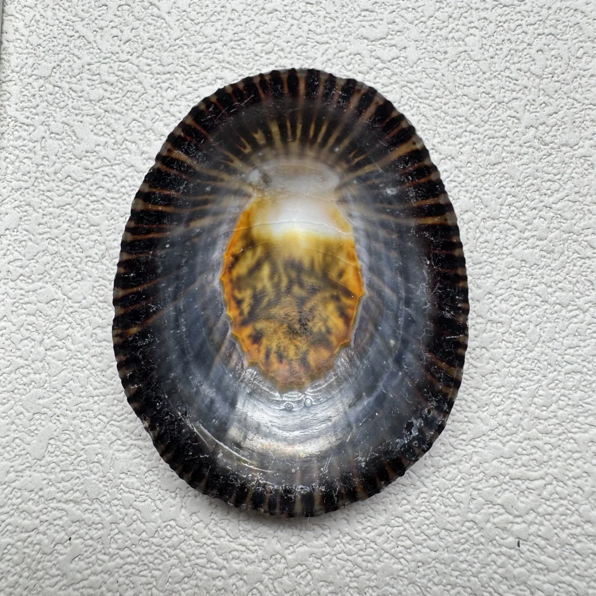 Cellana nigrolineata