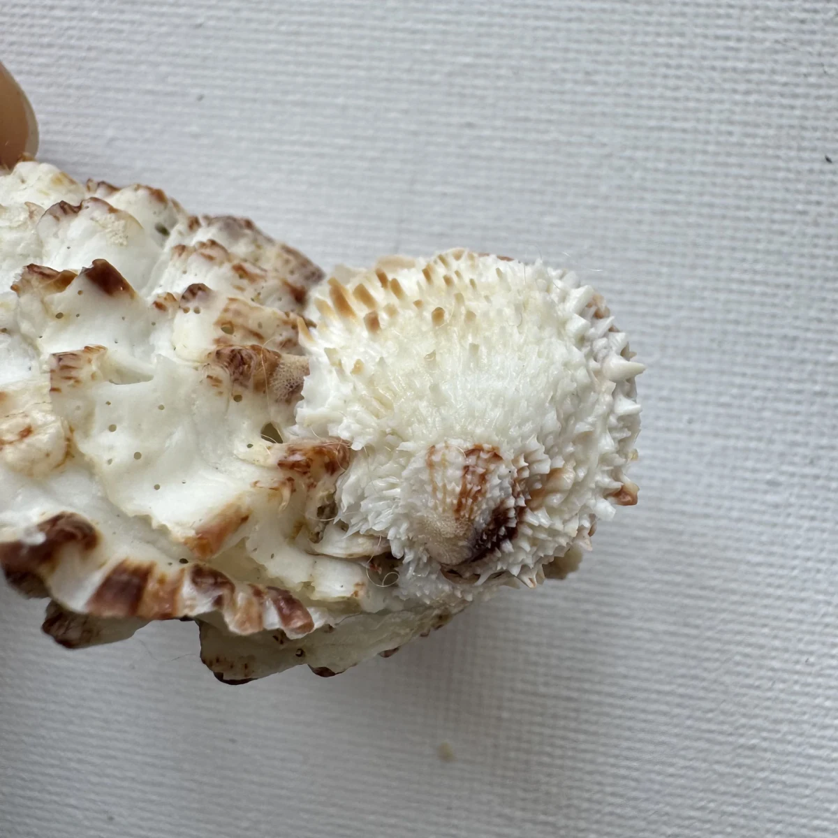 Oyster sp.+Chama sp.