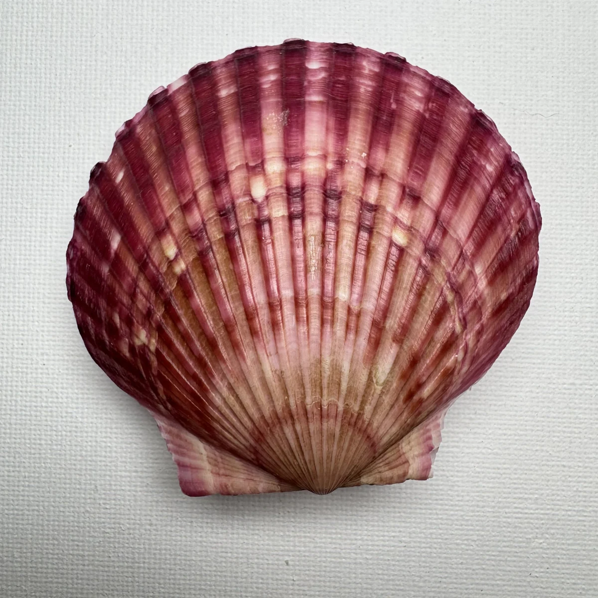 Argopecten irradians