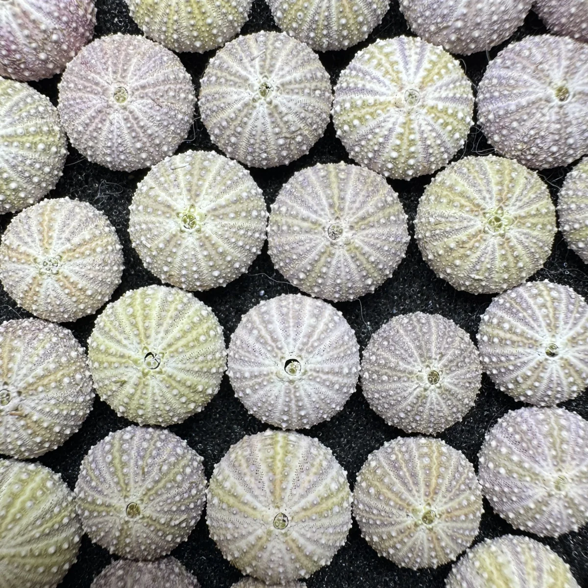 Hemicentrotus pulcherrimus SMALL