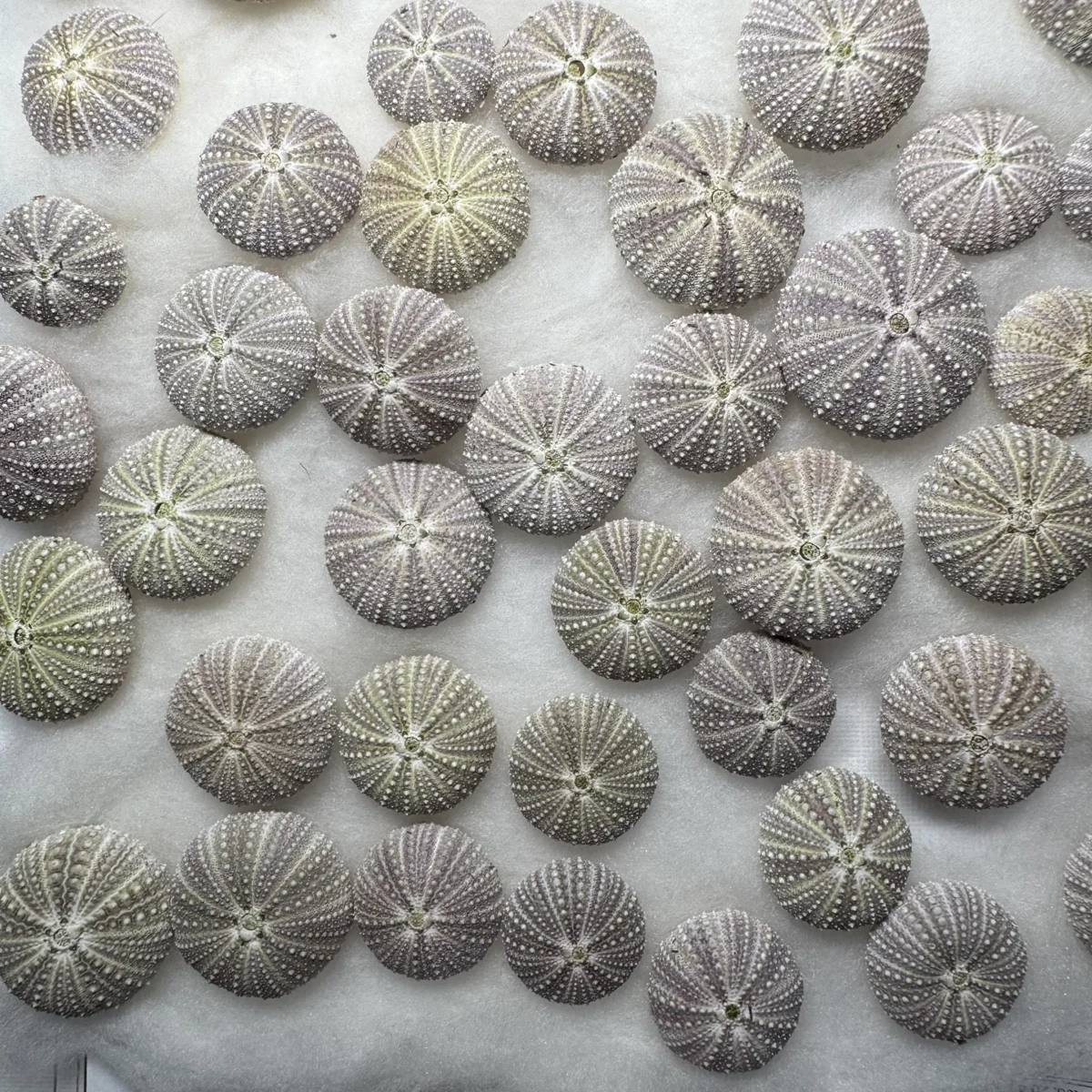 Hemicentrotus pulcherrimus MIDDLE