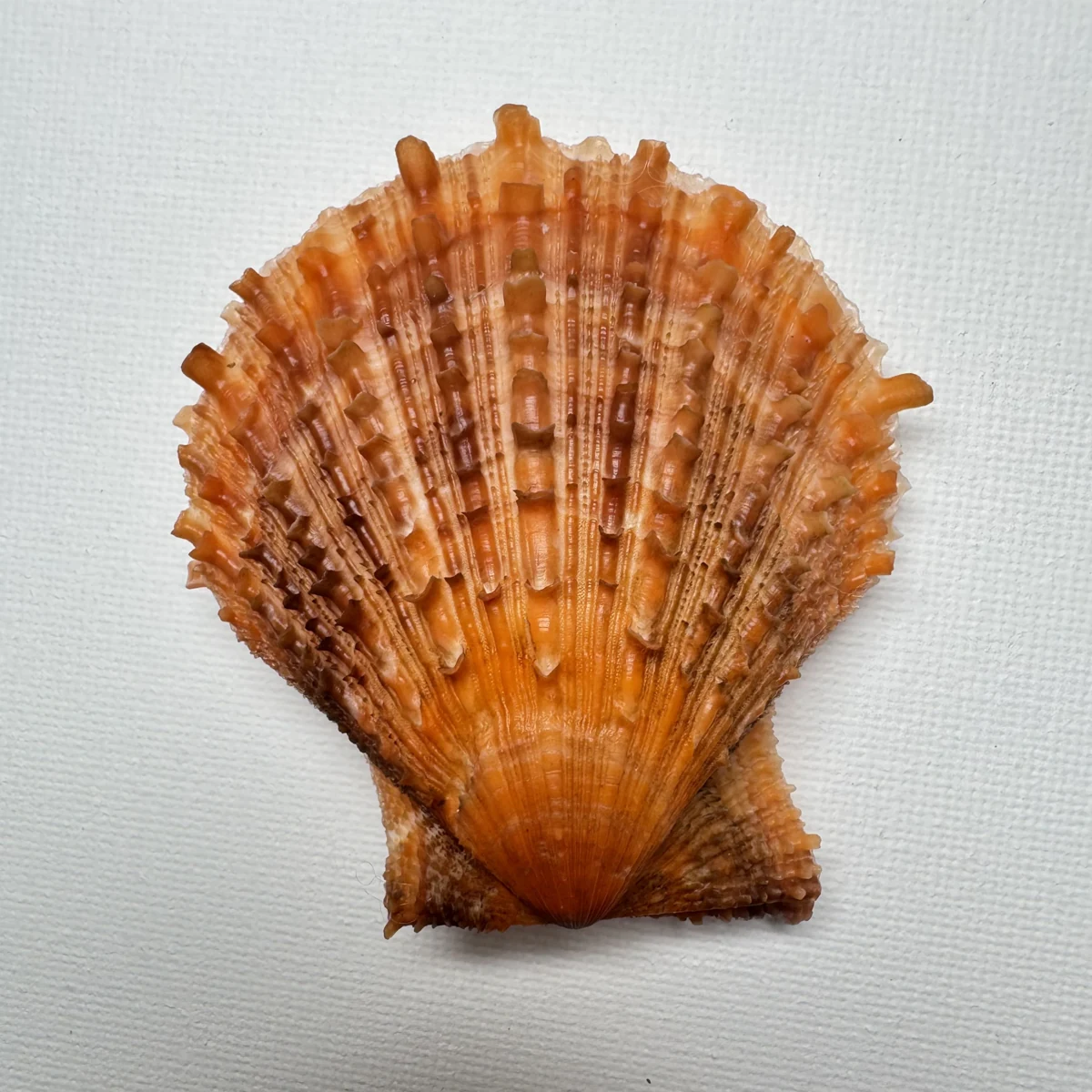 Scaeochlamys farreri
