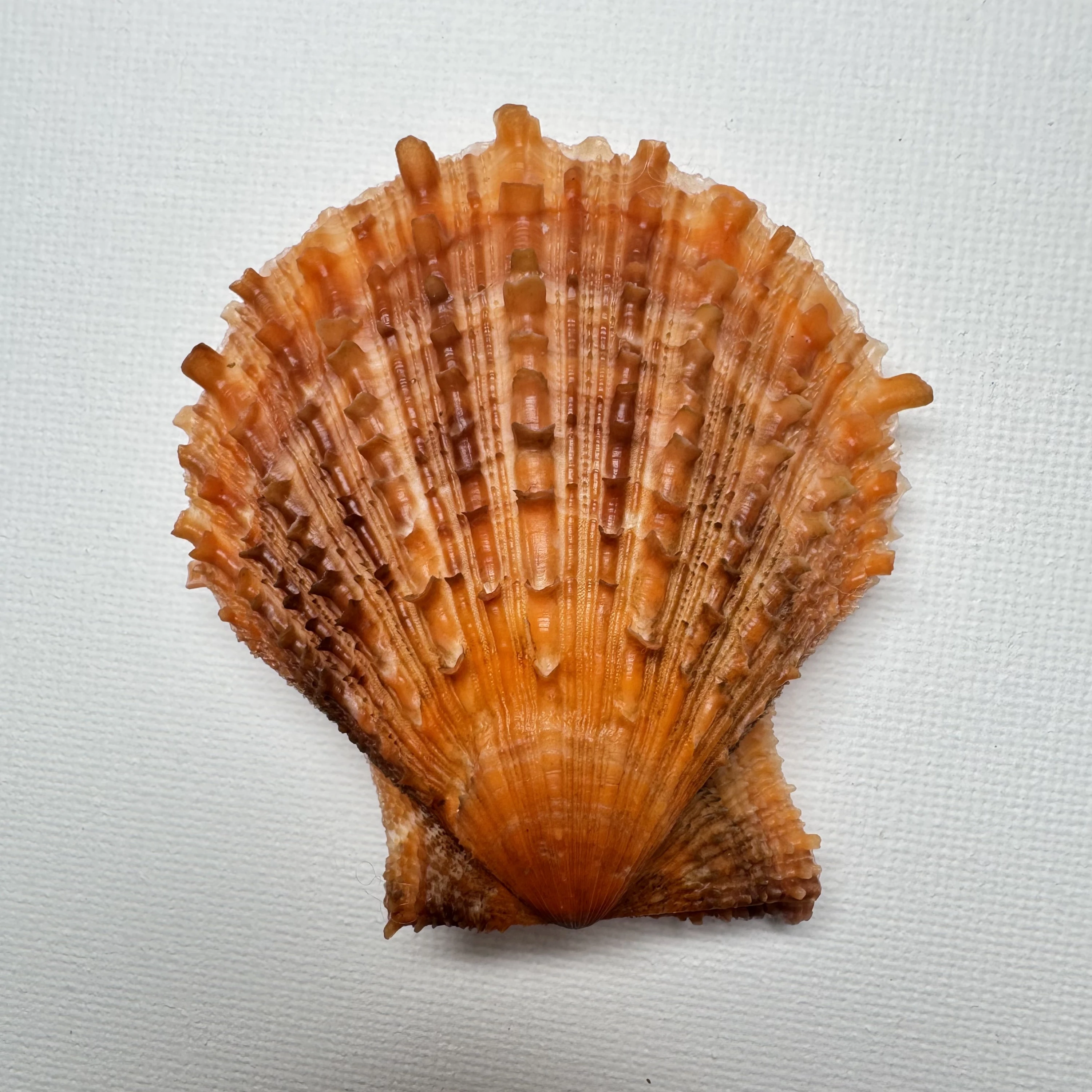 Scaeochlamys farreri