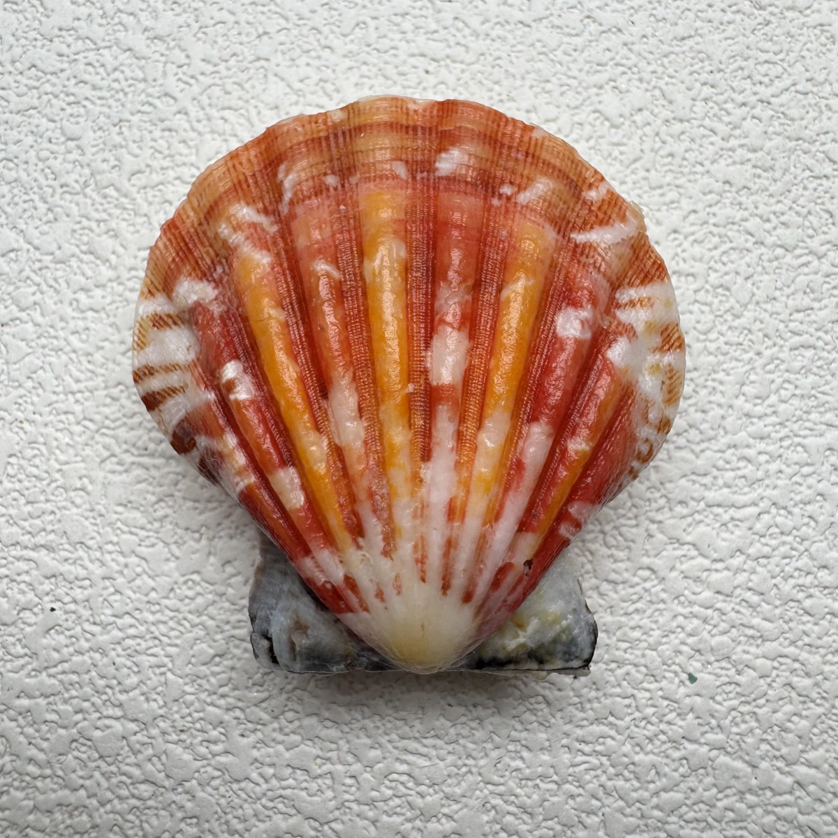 Bractechlamys vexillum
