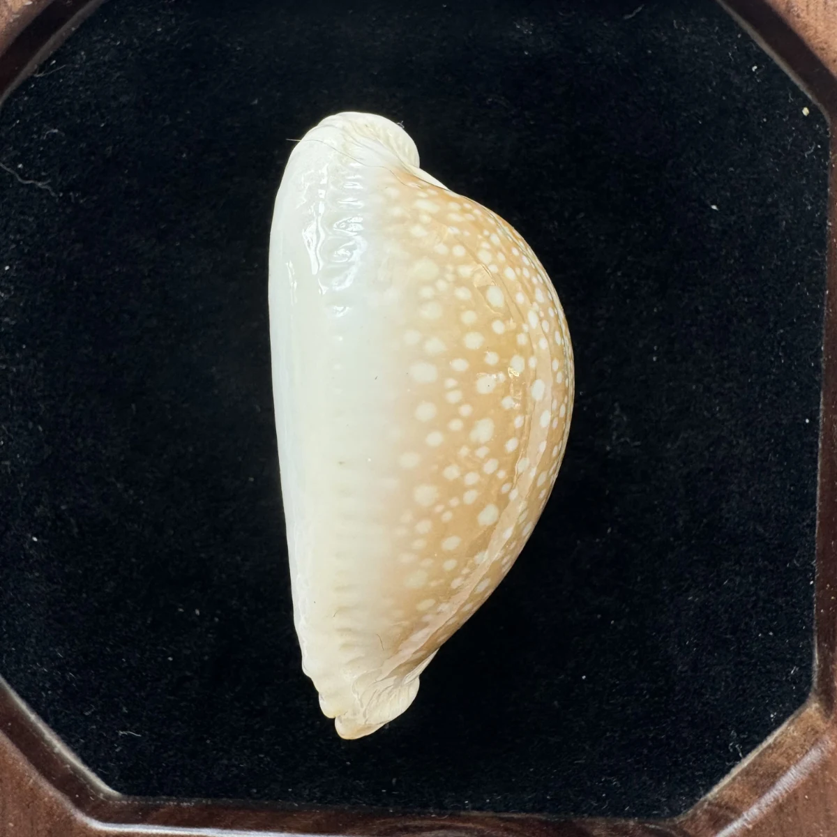 Naria miliaris